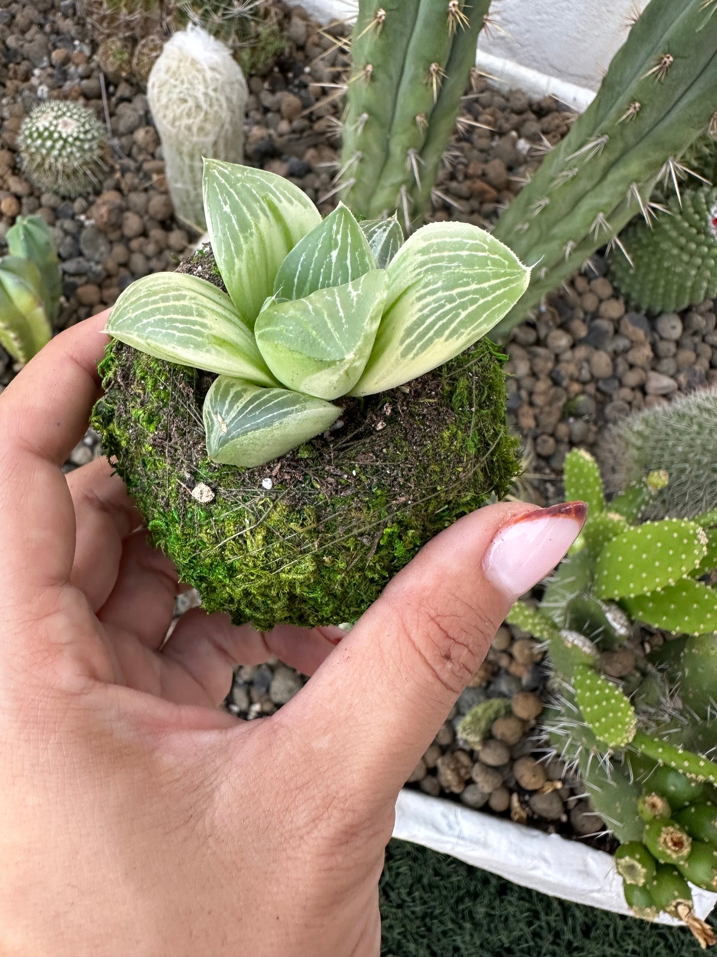 Haworthia