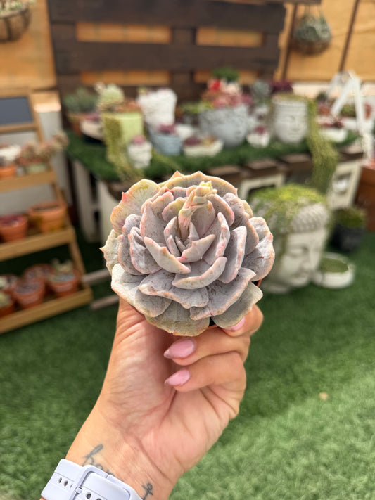 Echeveria Lilacina Marble Variegata