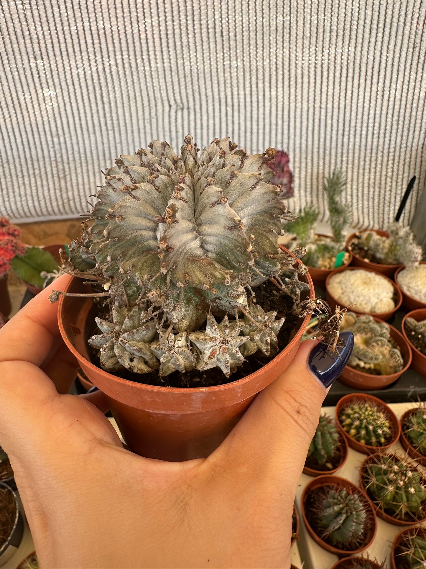 Euphorbia horrida
