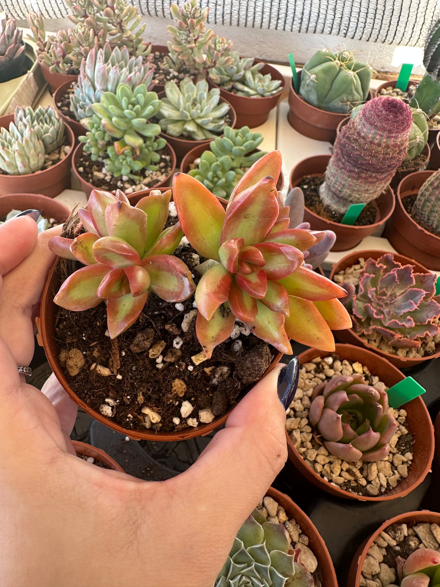 Sedum Nussbaumerianum