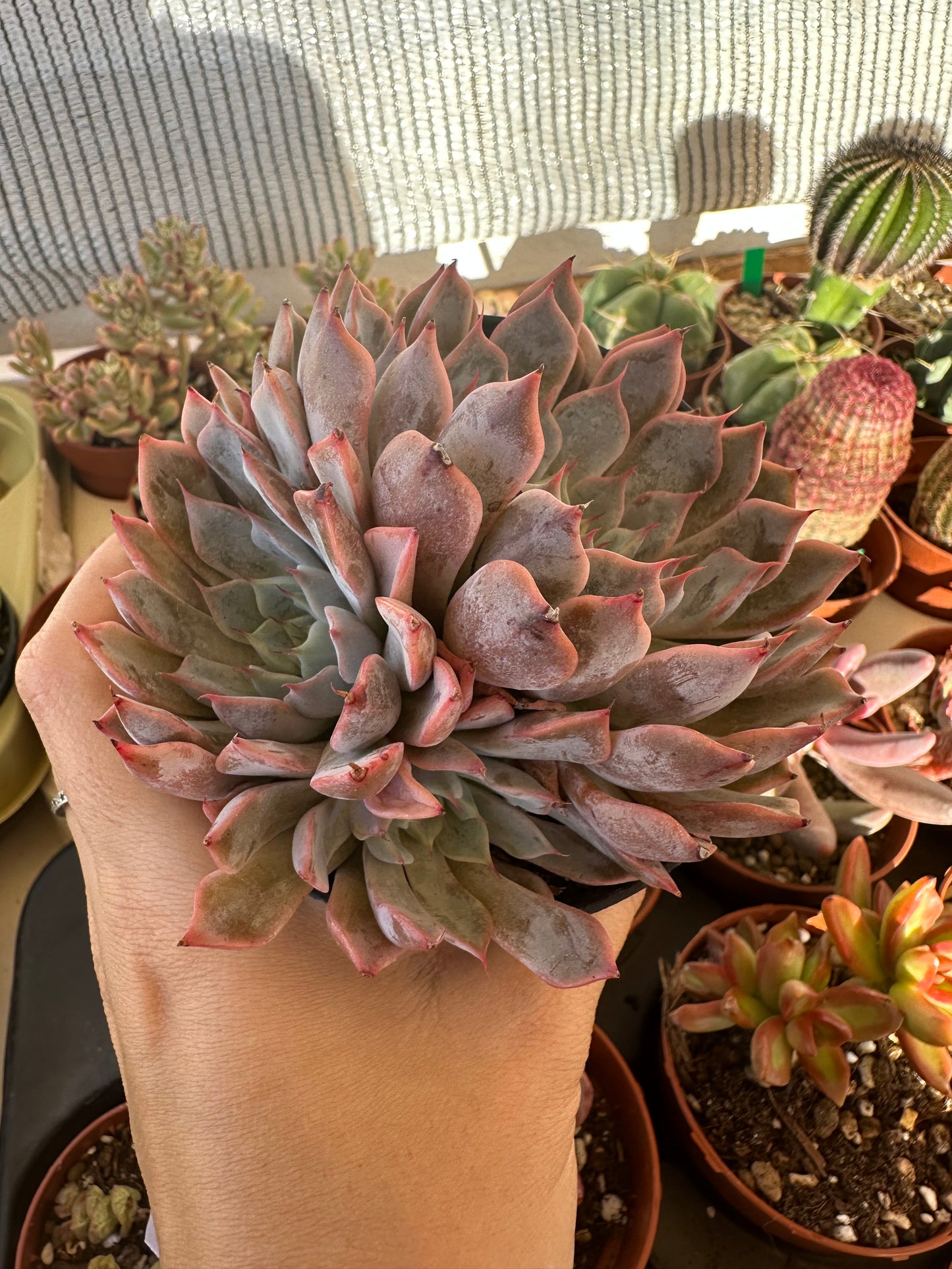 Echeveria Pink Zaragoza