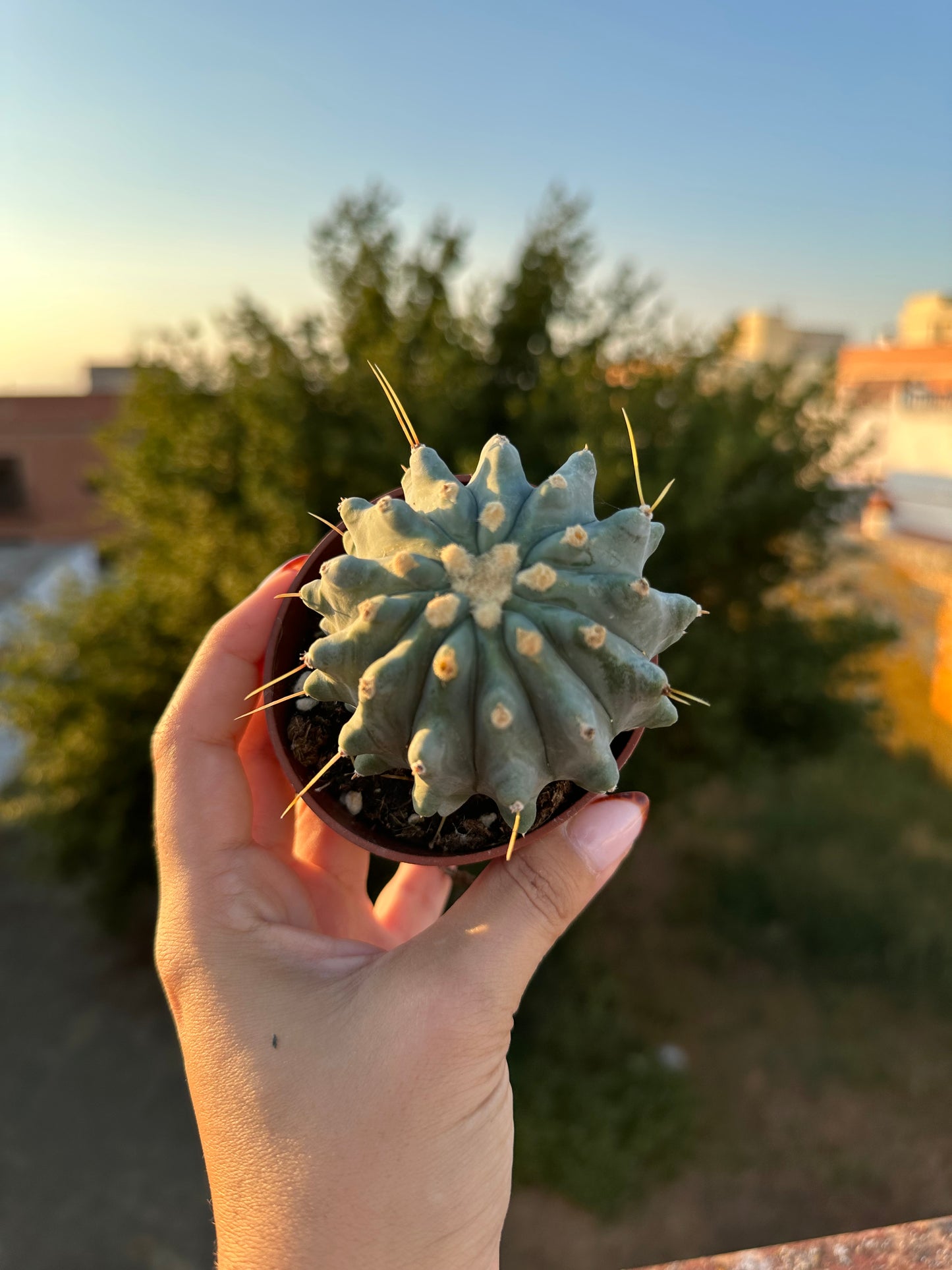 Ferocactus Glaucescens Inermis