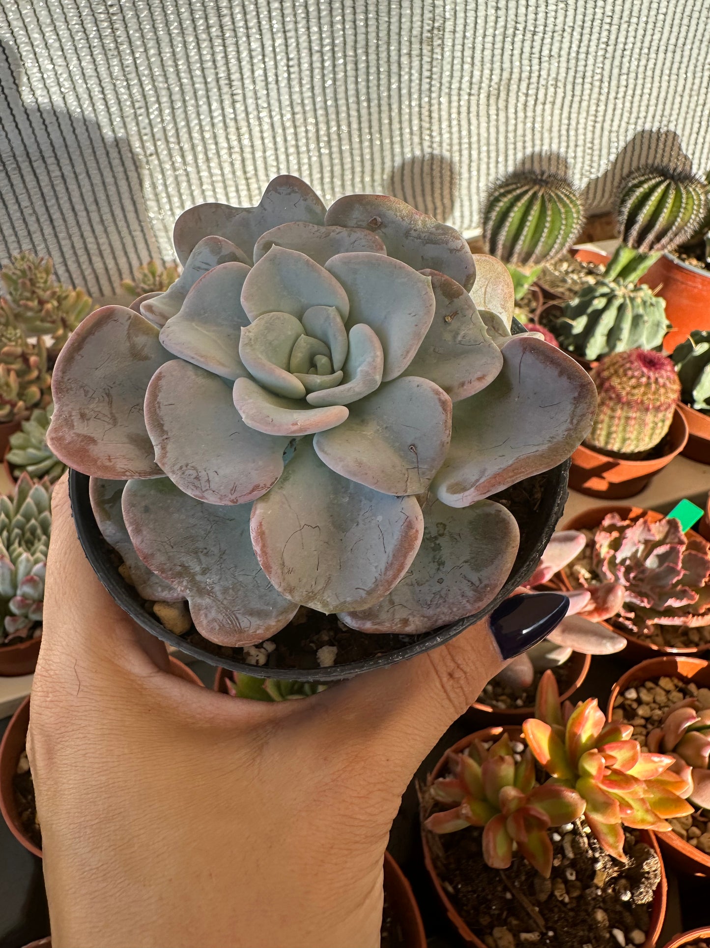 Echeveria Orpet