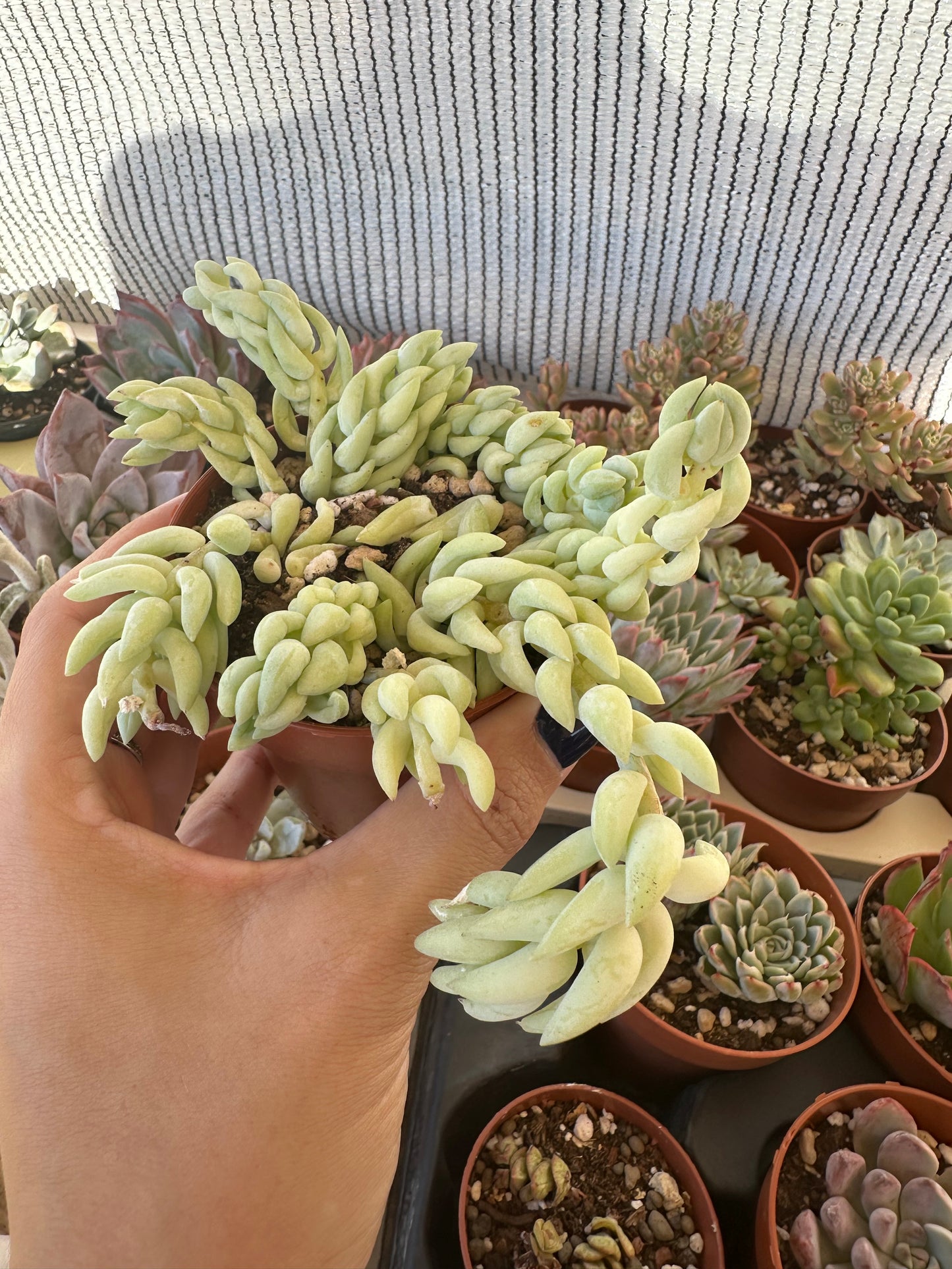 Sedum morganianum