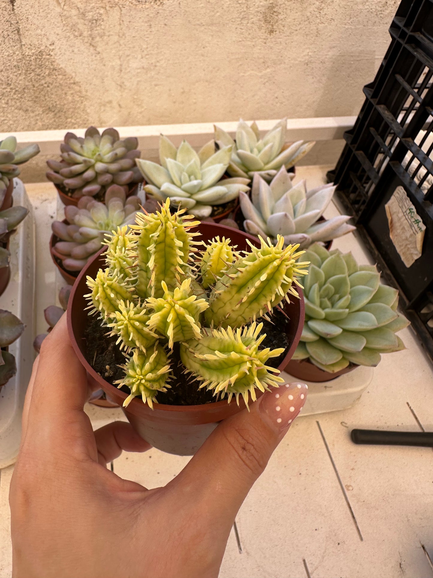 Euphorbia aggregata variegata