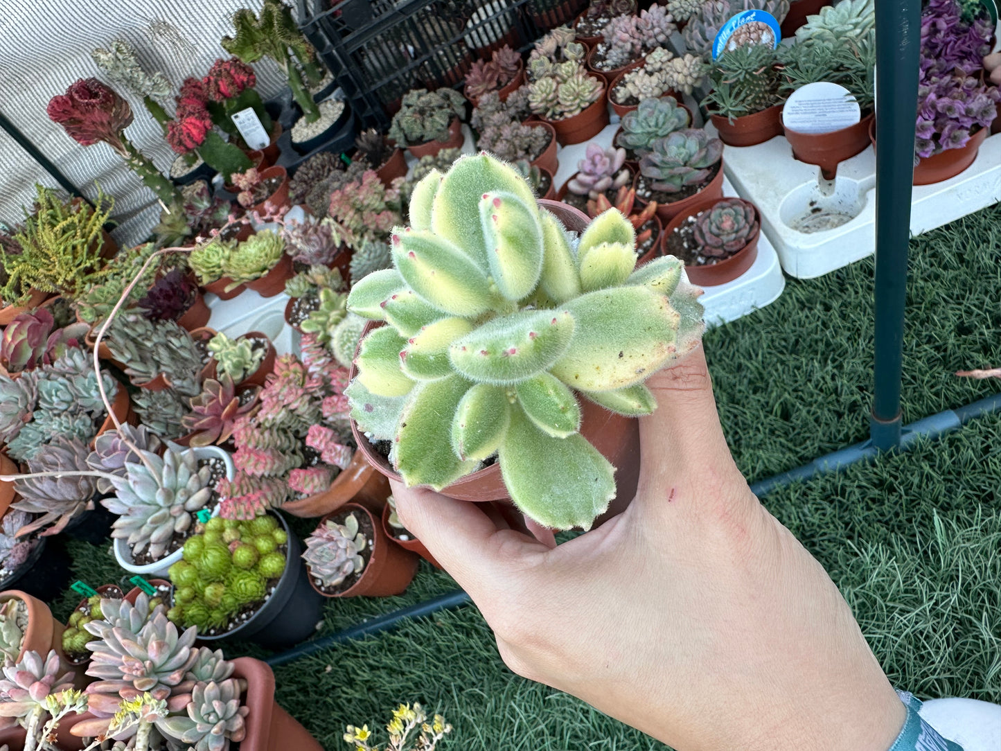 Cotyledon Tomentosa Variegata