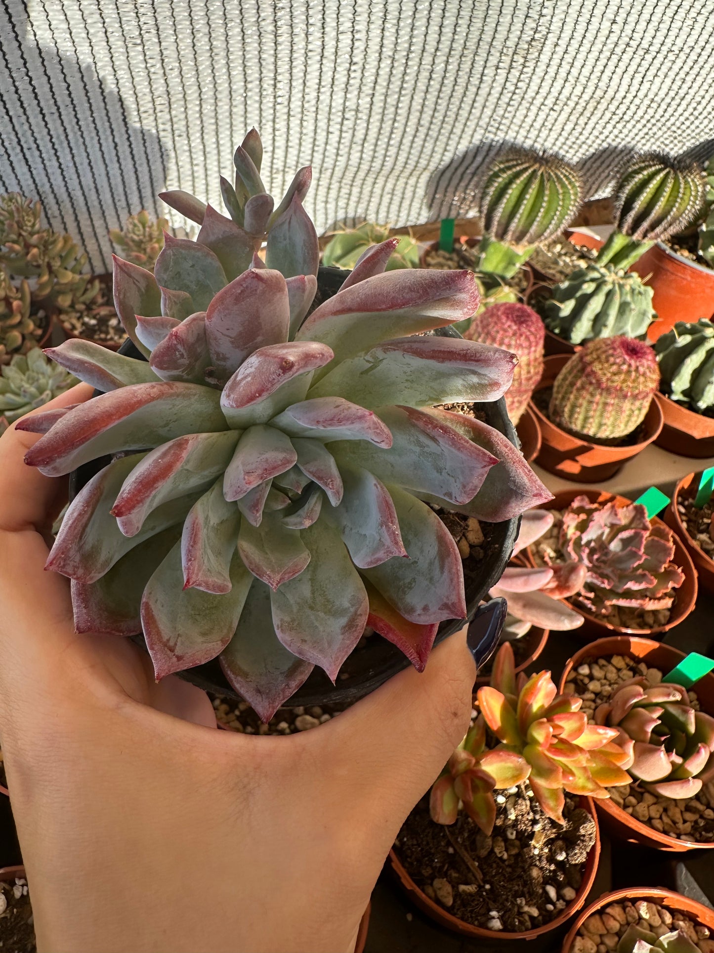 Echeveria Colorata var. Brandtii