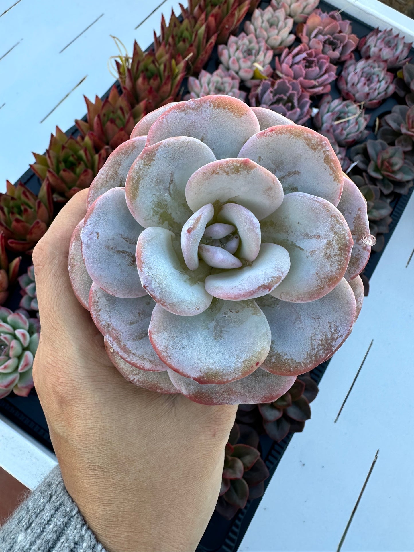 Echeveria Laui