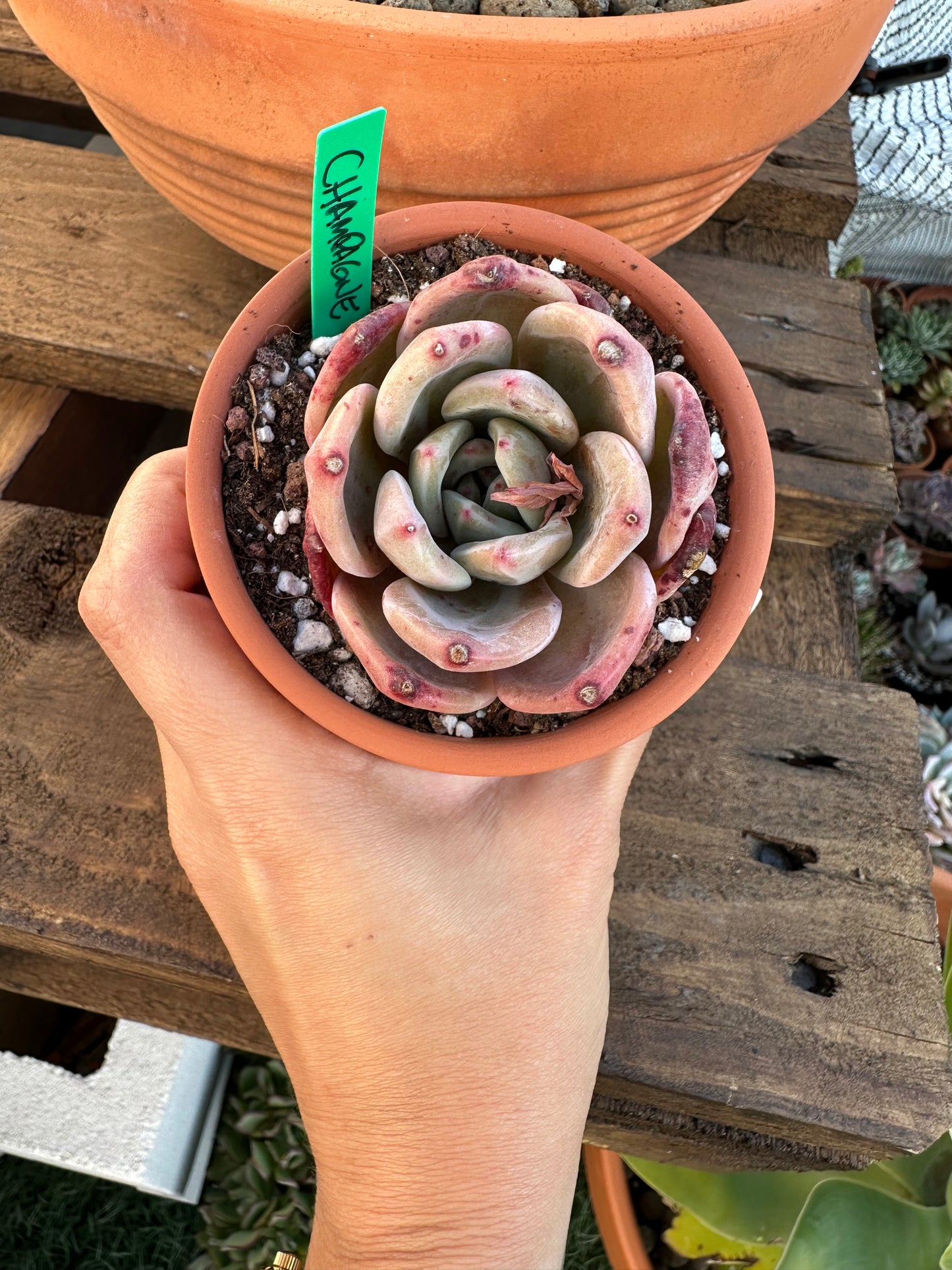 Echeveria Champagne