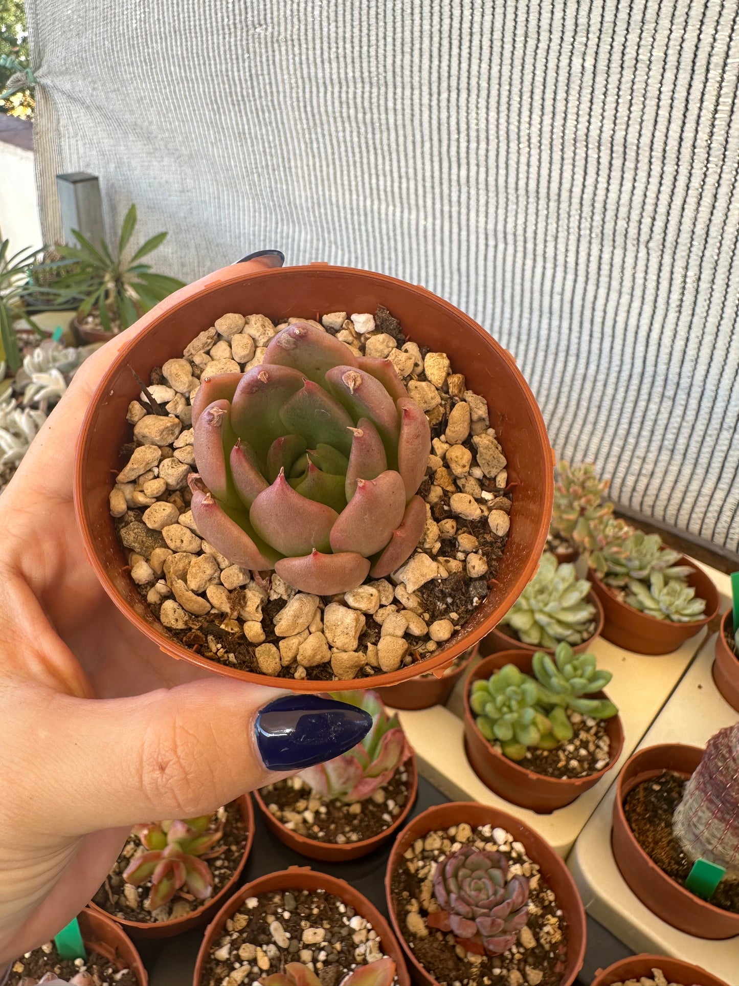 Echeveria Penélope