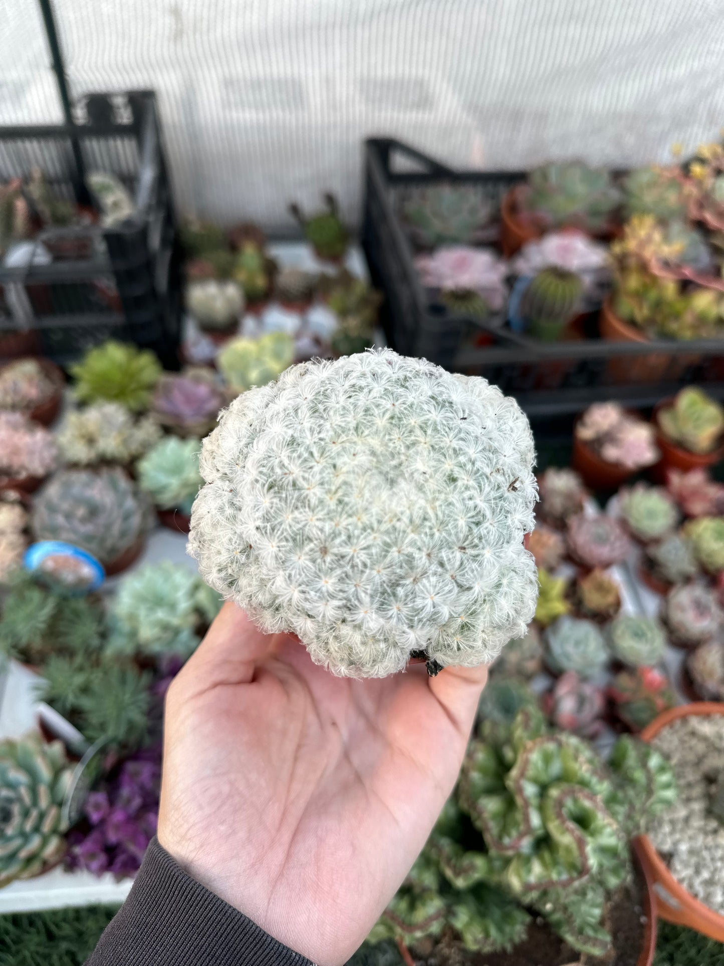 Mammillaria Plumosa