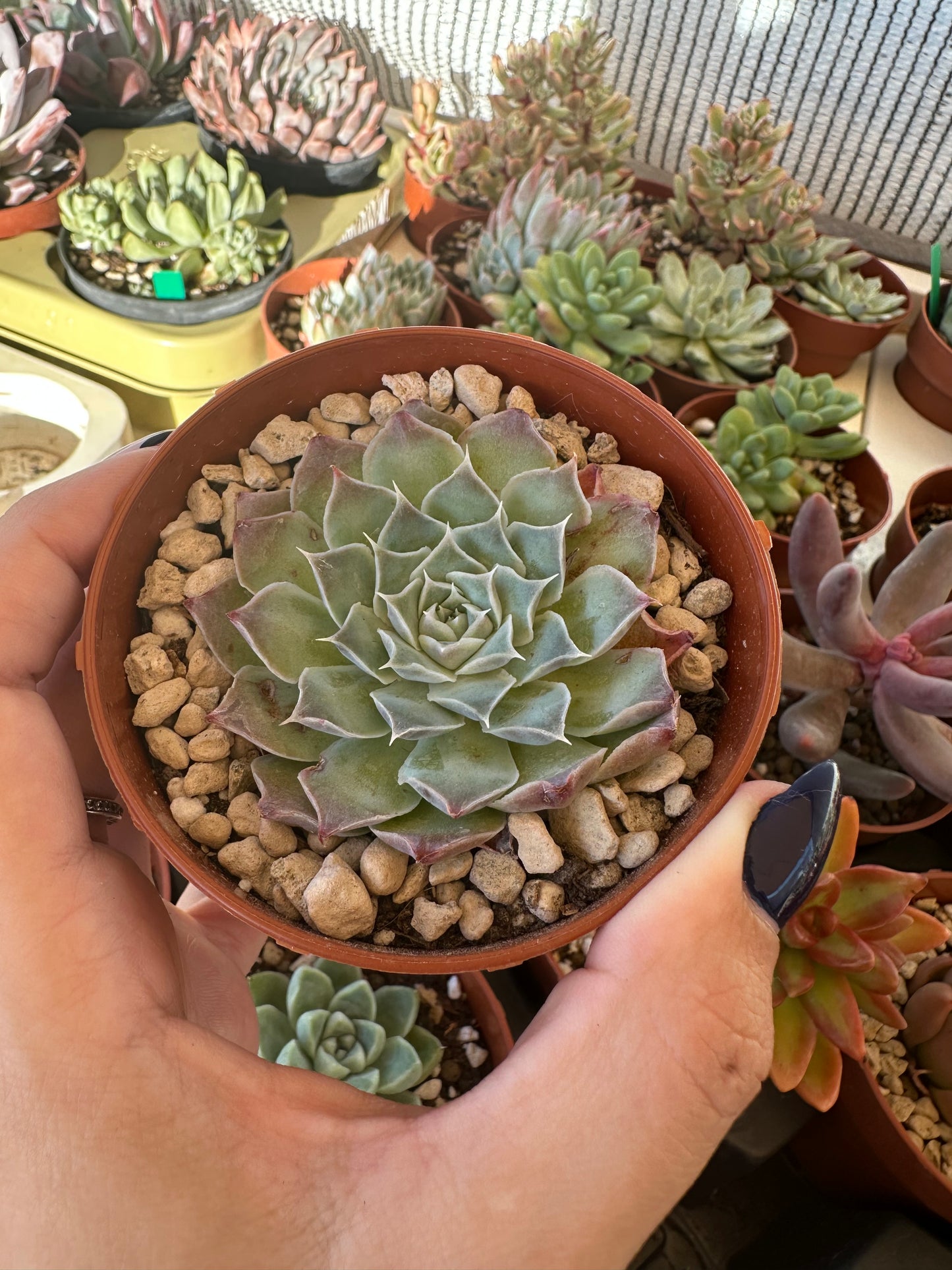 Echeveria Simulans ‘Laguna Sánchez’