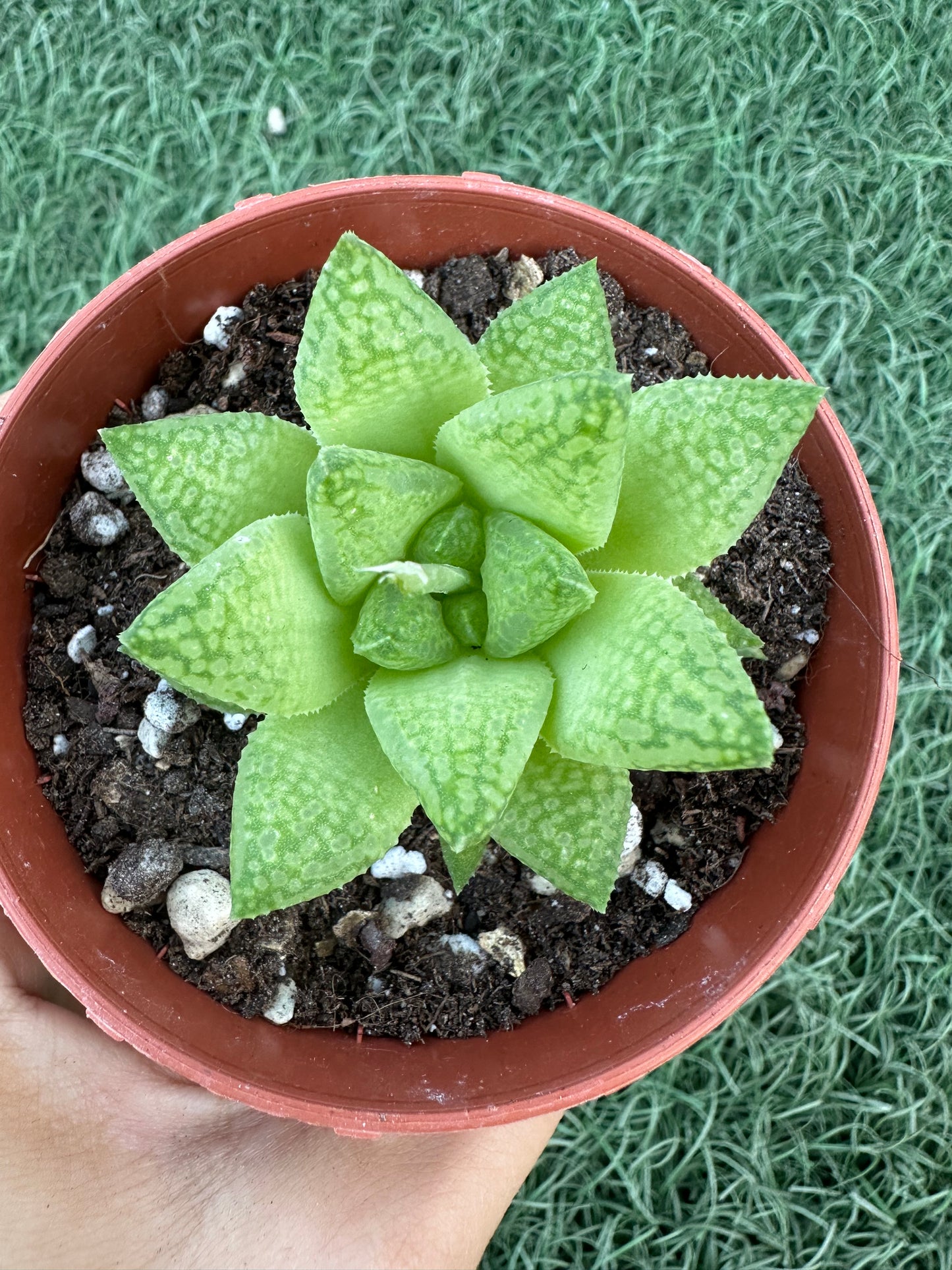 Haworthia