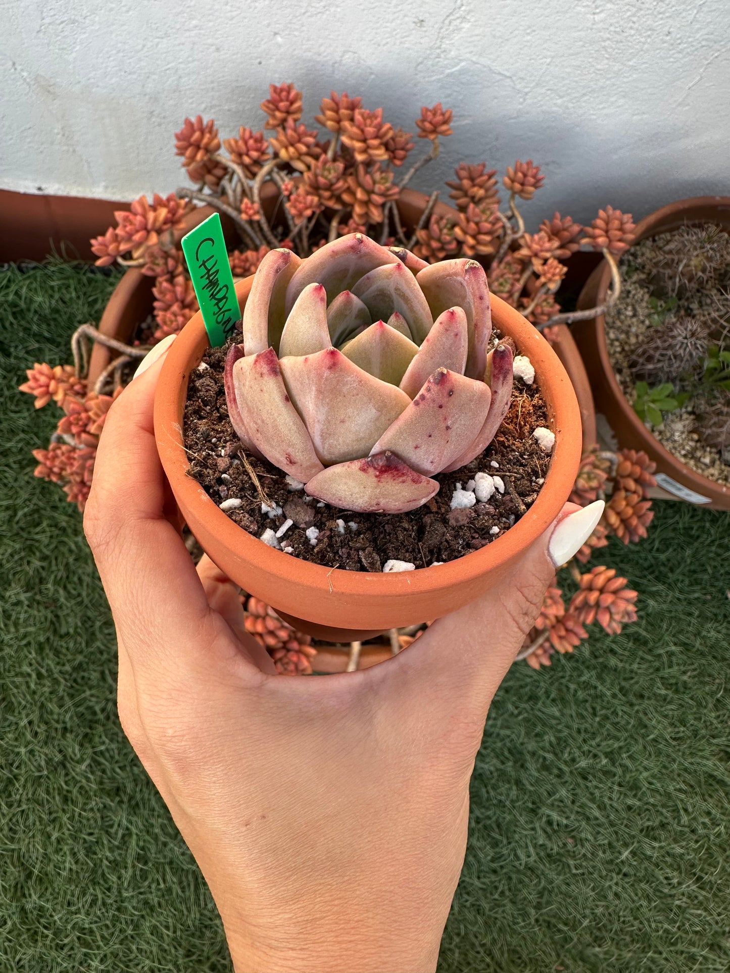 Echeveria Champagne