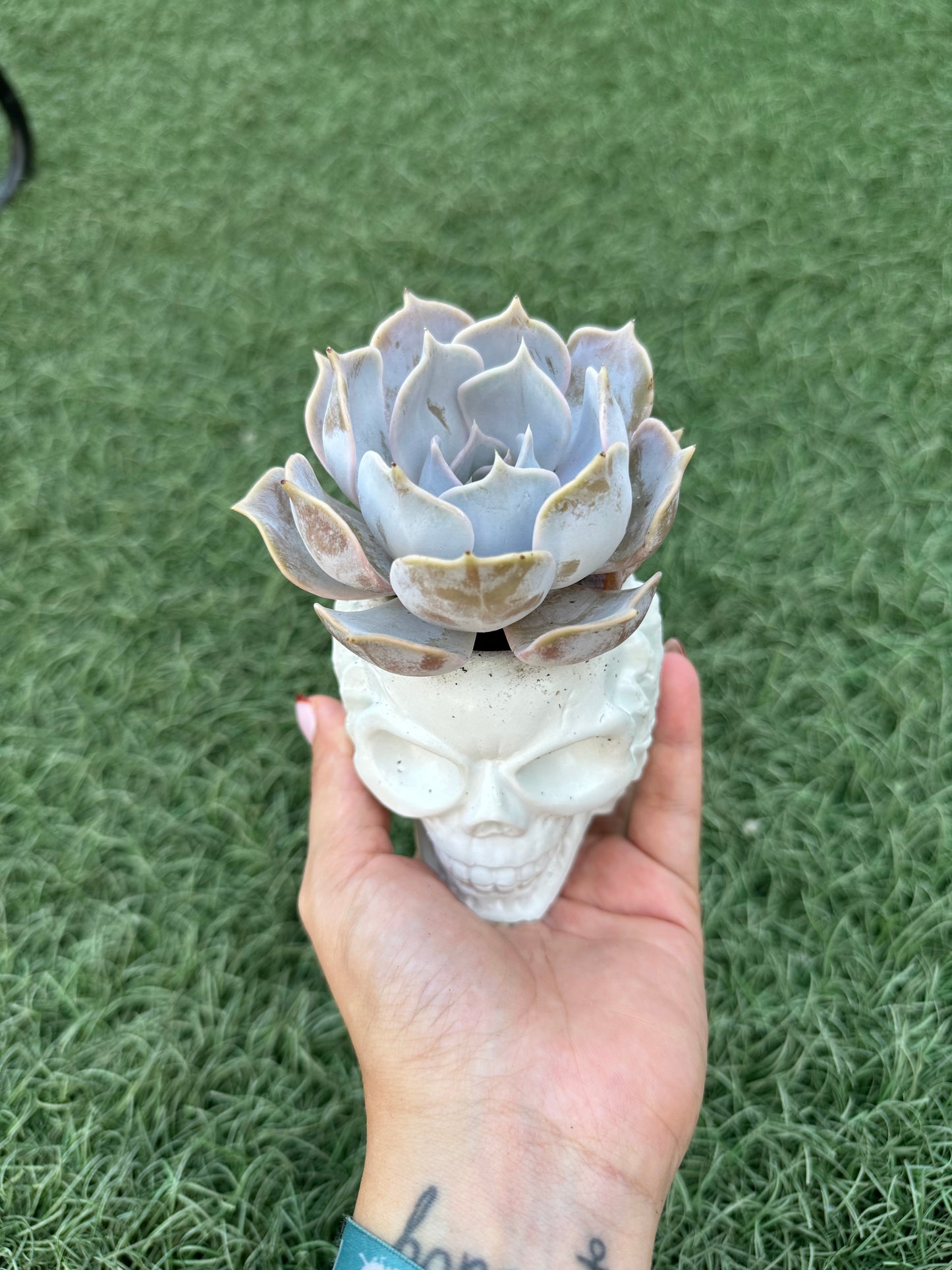 Echeveria Lilacina “Ghost Echeveria”