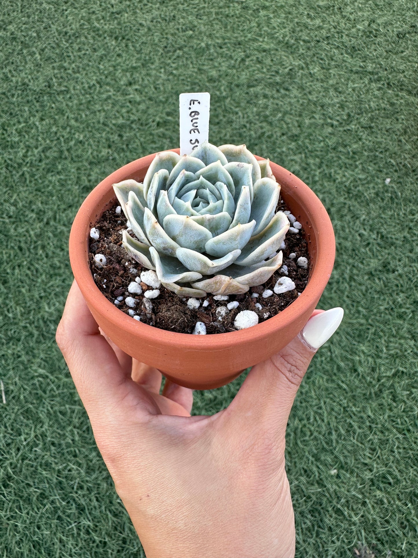 Echeveria Blue Surprise Variegata