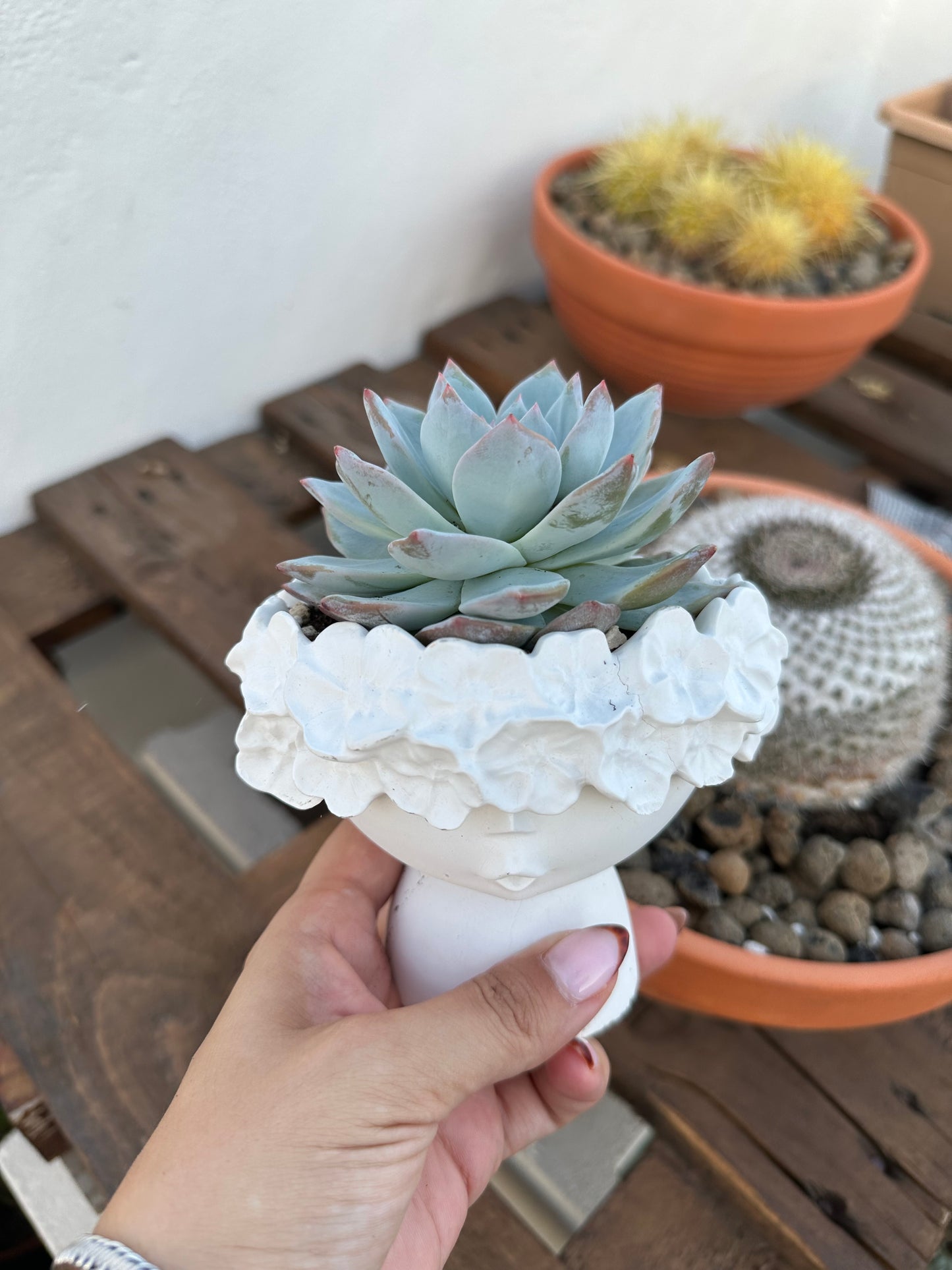 Echeveria Blue Bird