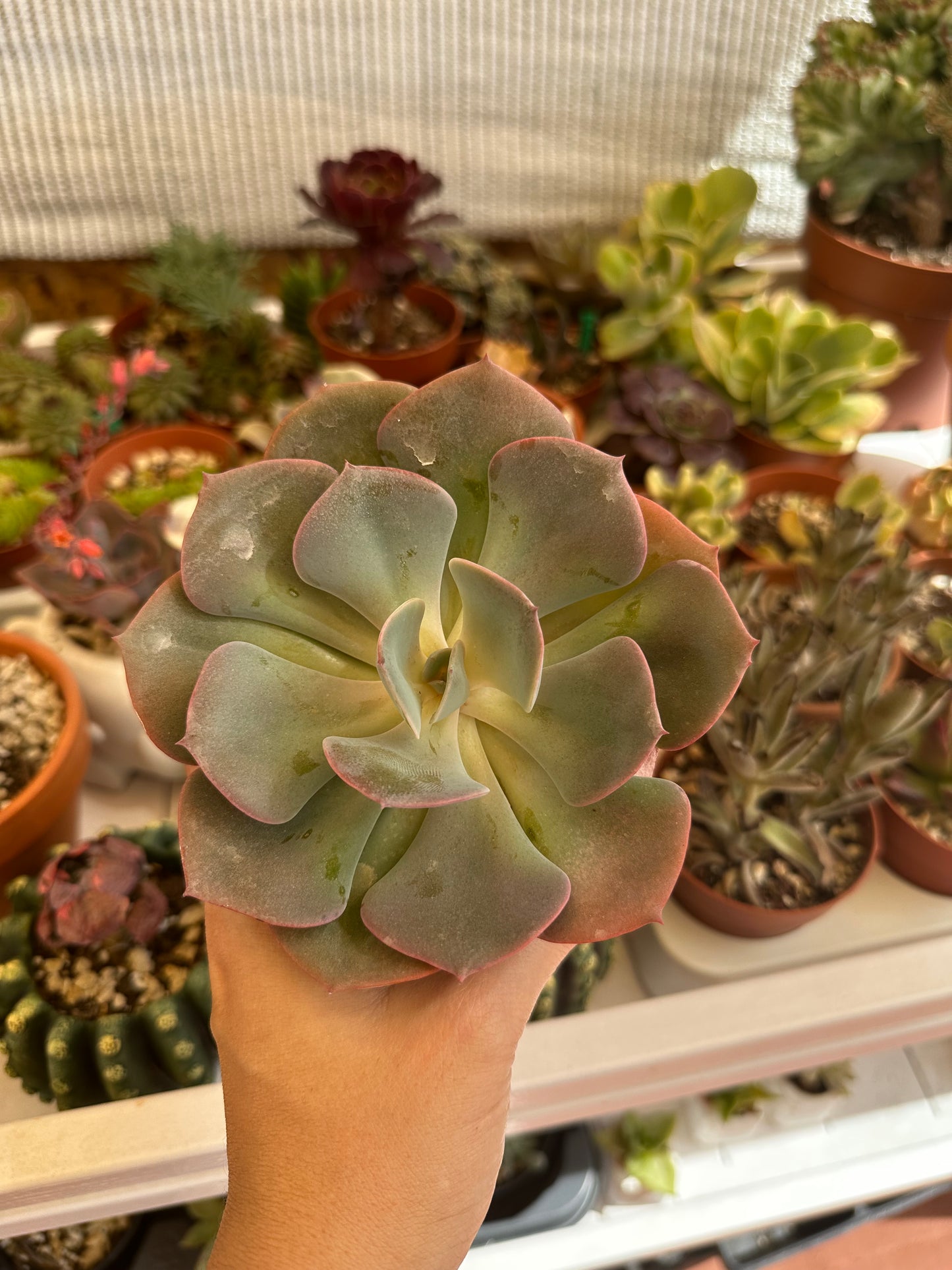 Echeveria Dusty Rose