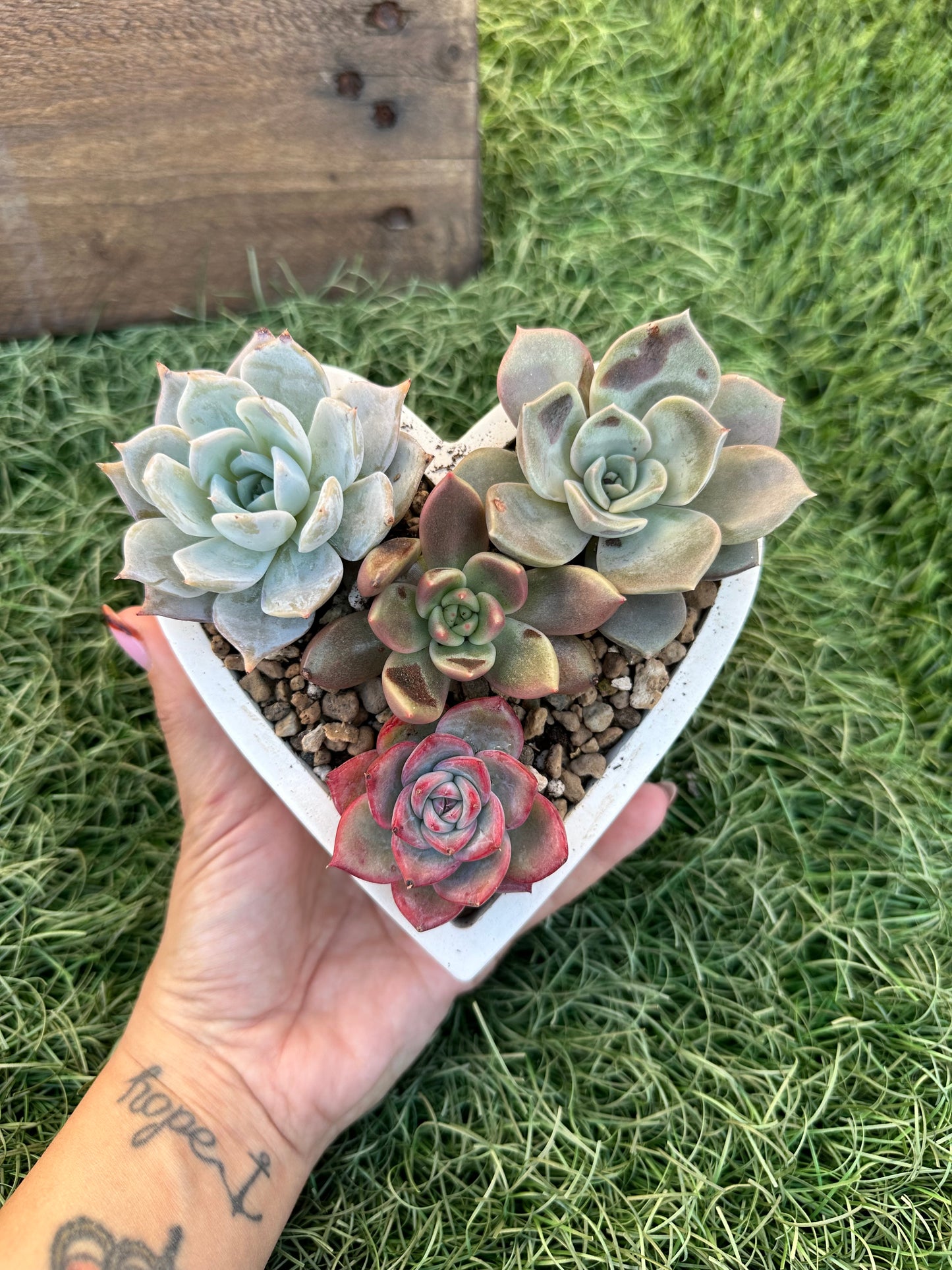 Corazón de suculentas 2