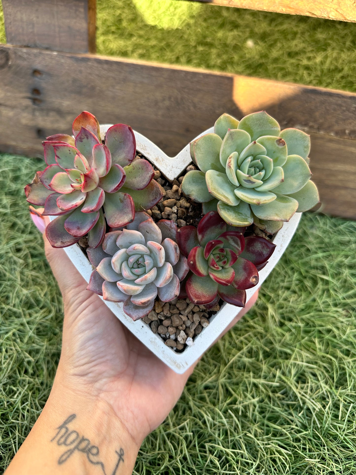 Corazón de suculentas 1