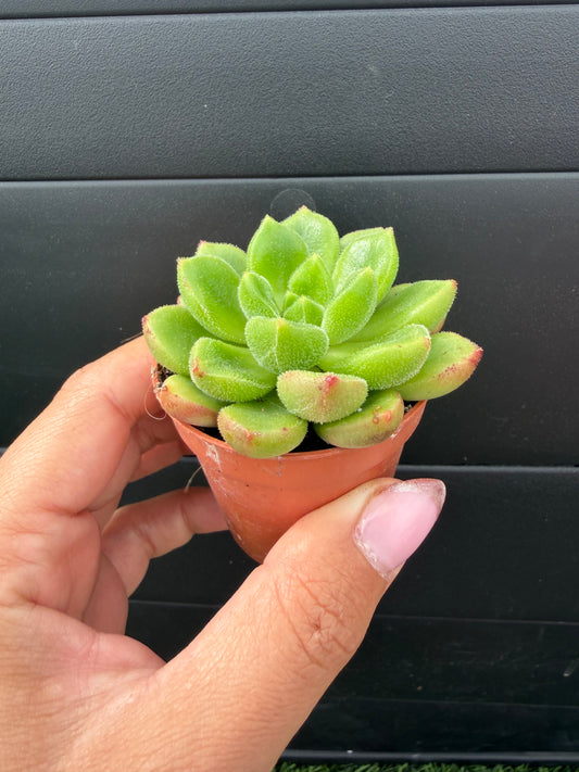 Echeveria Giant Mexican Firecracker
