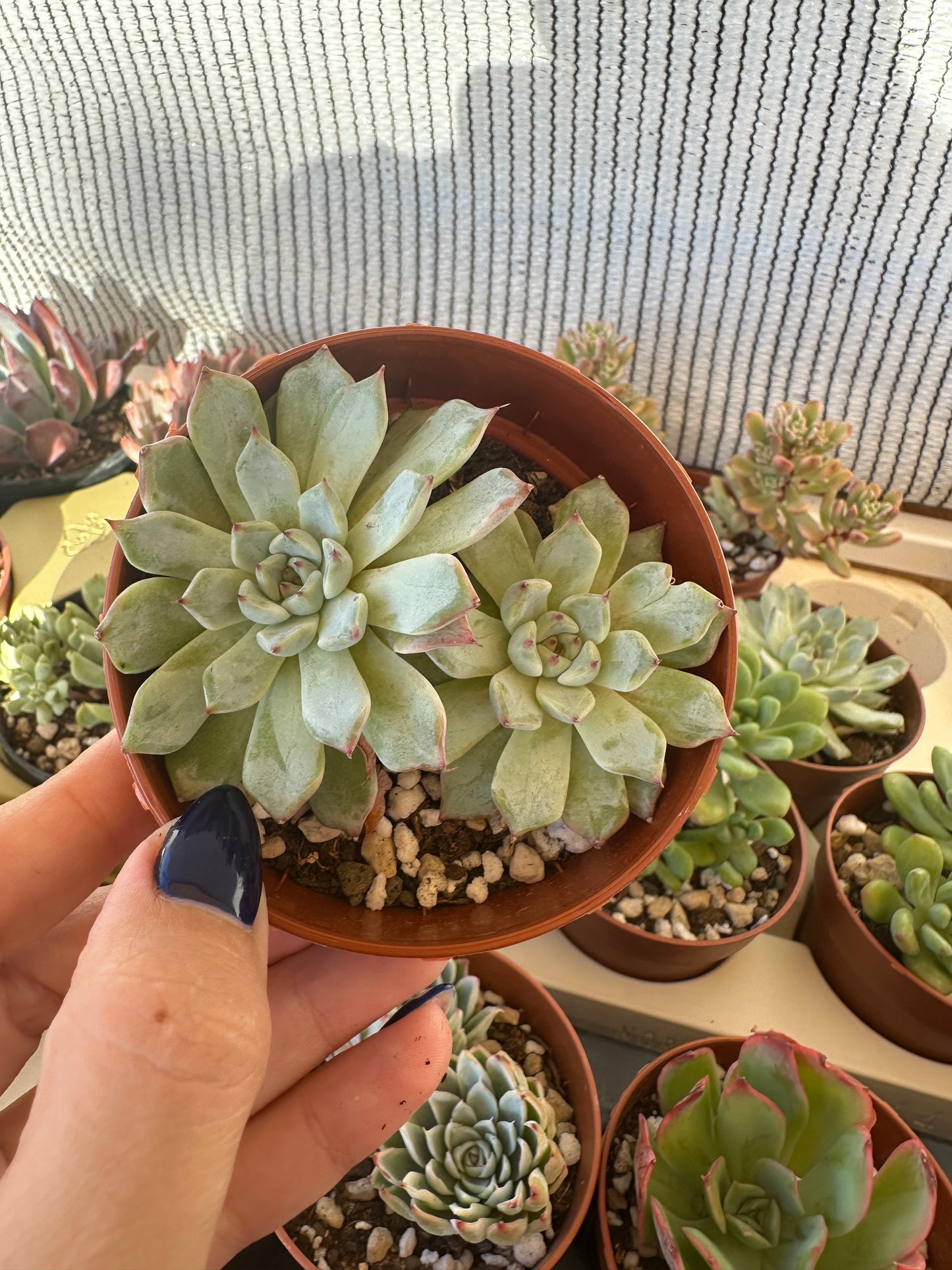 Echeveria Cuspidata