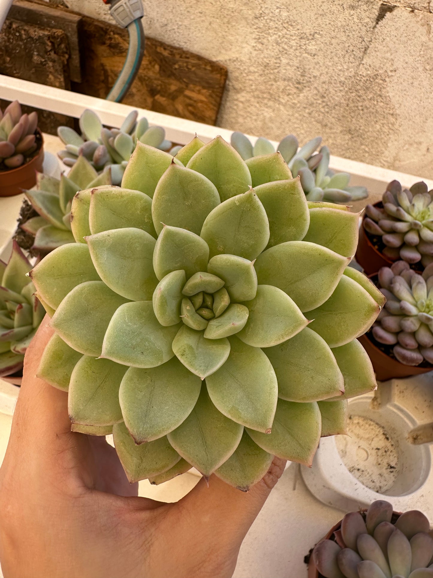 Echeveria