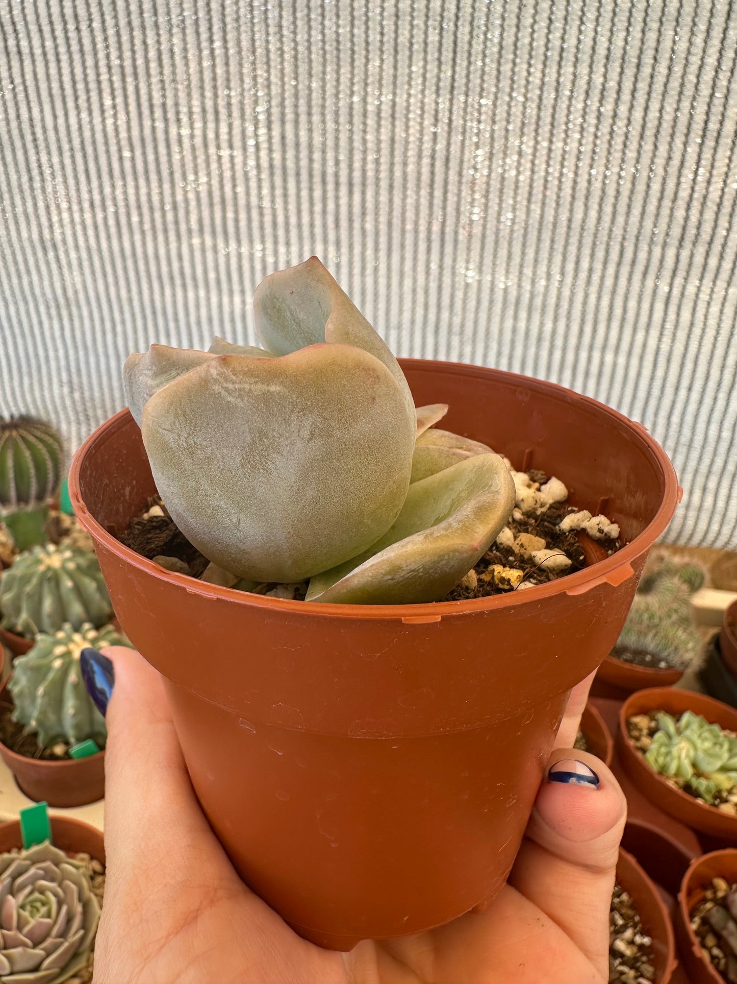Graptoveria Lovely Rose