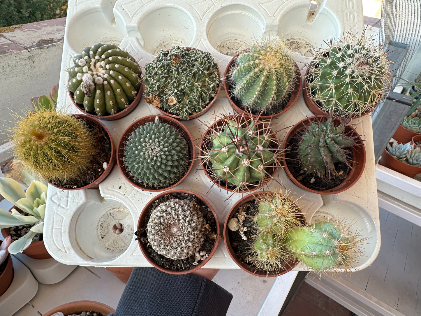 Surtido Cactus