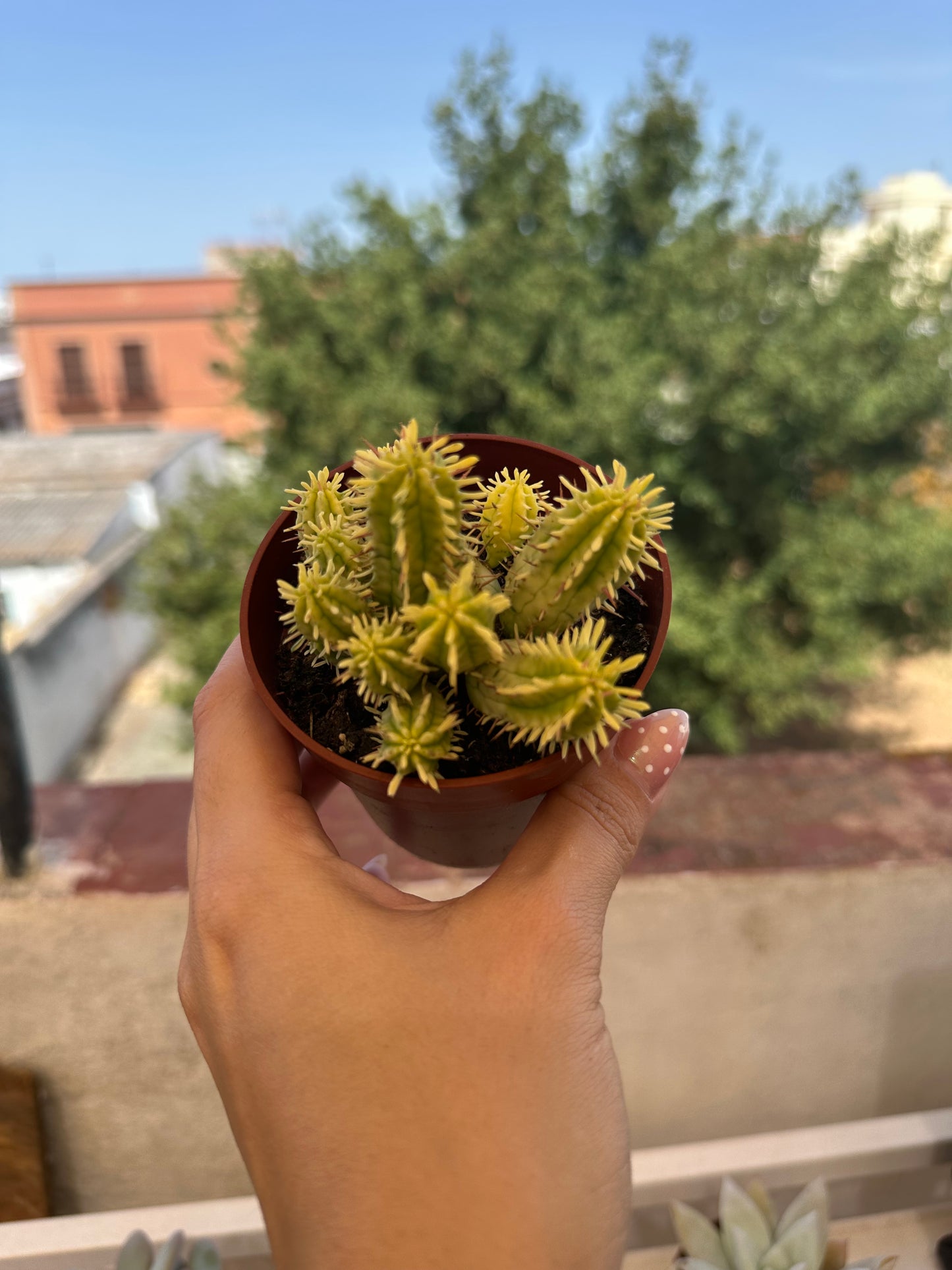 Euphorbia aggregata variegata