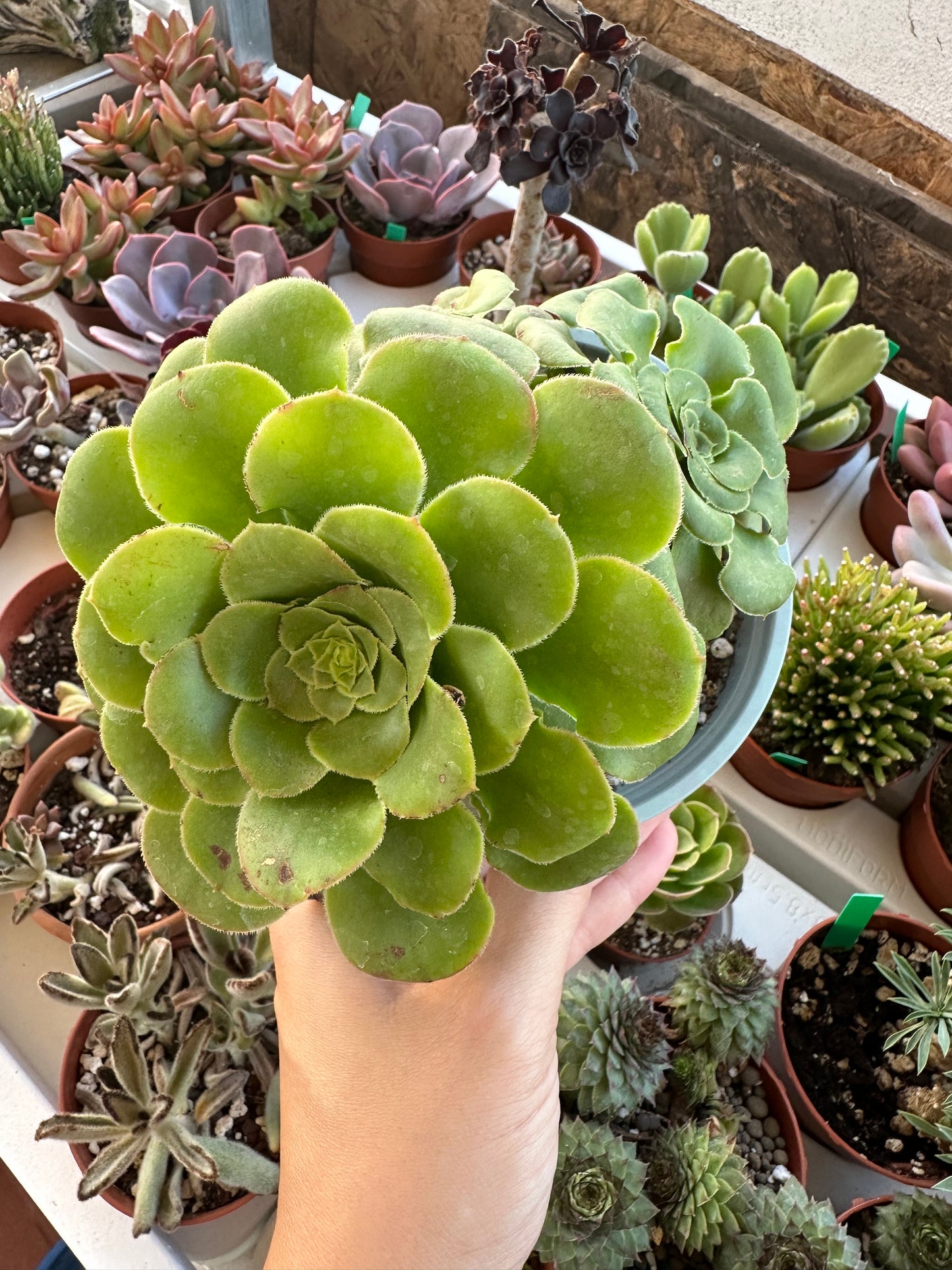 Aeonium Canariense