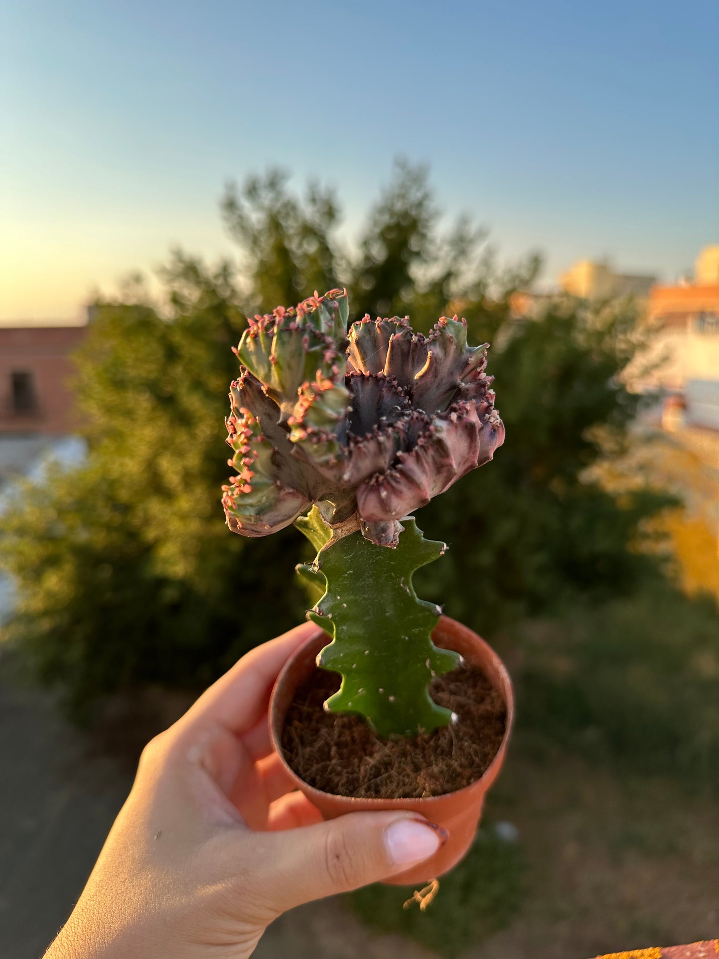 Euphorbia Lactea Cristata “Coral”
