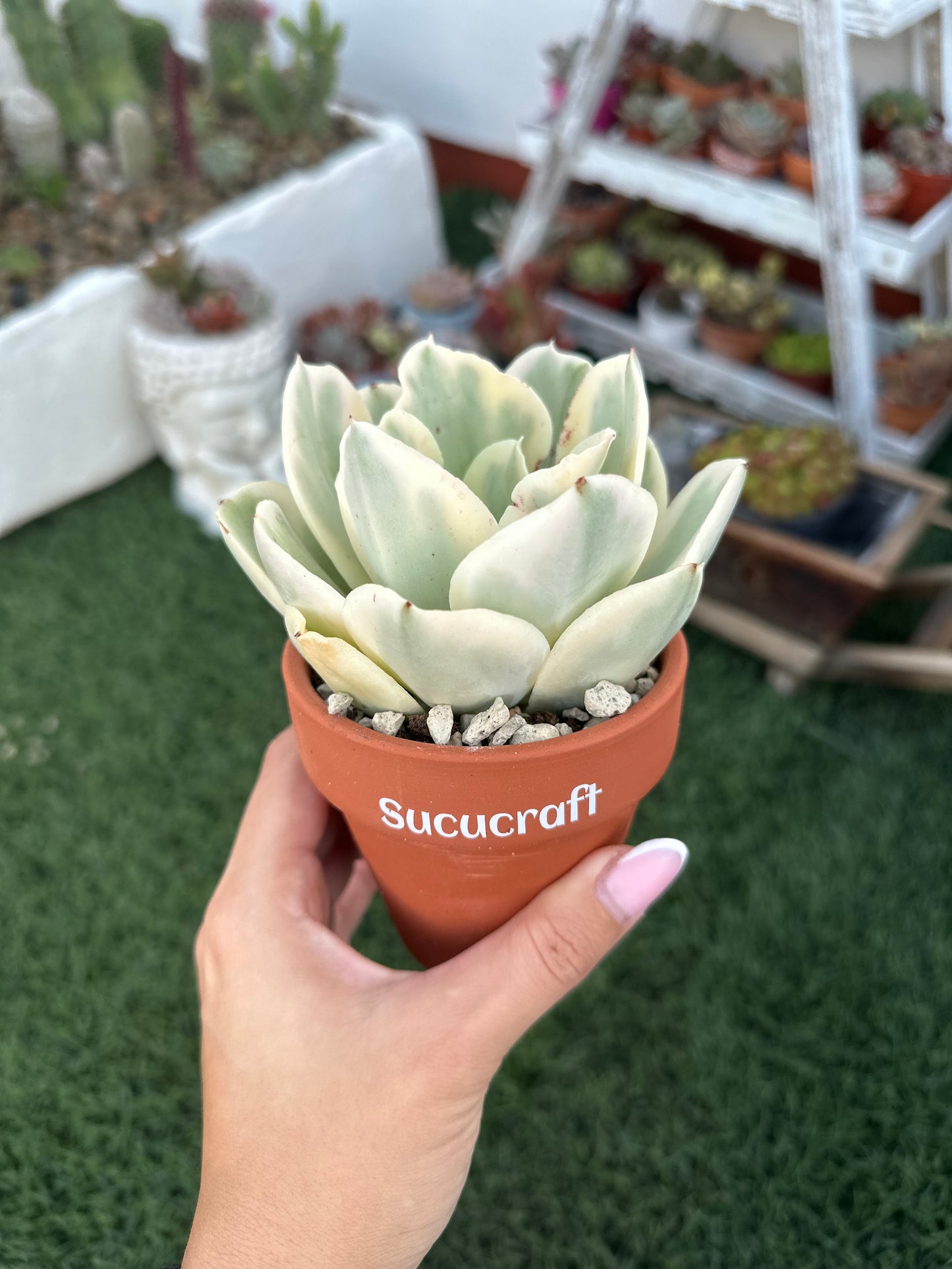 Echeveria Moon River Variegada