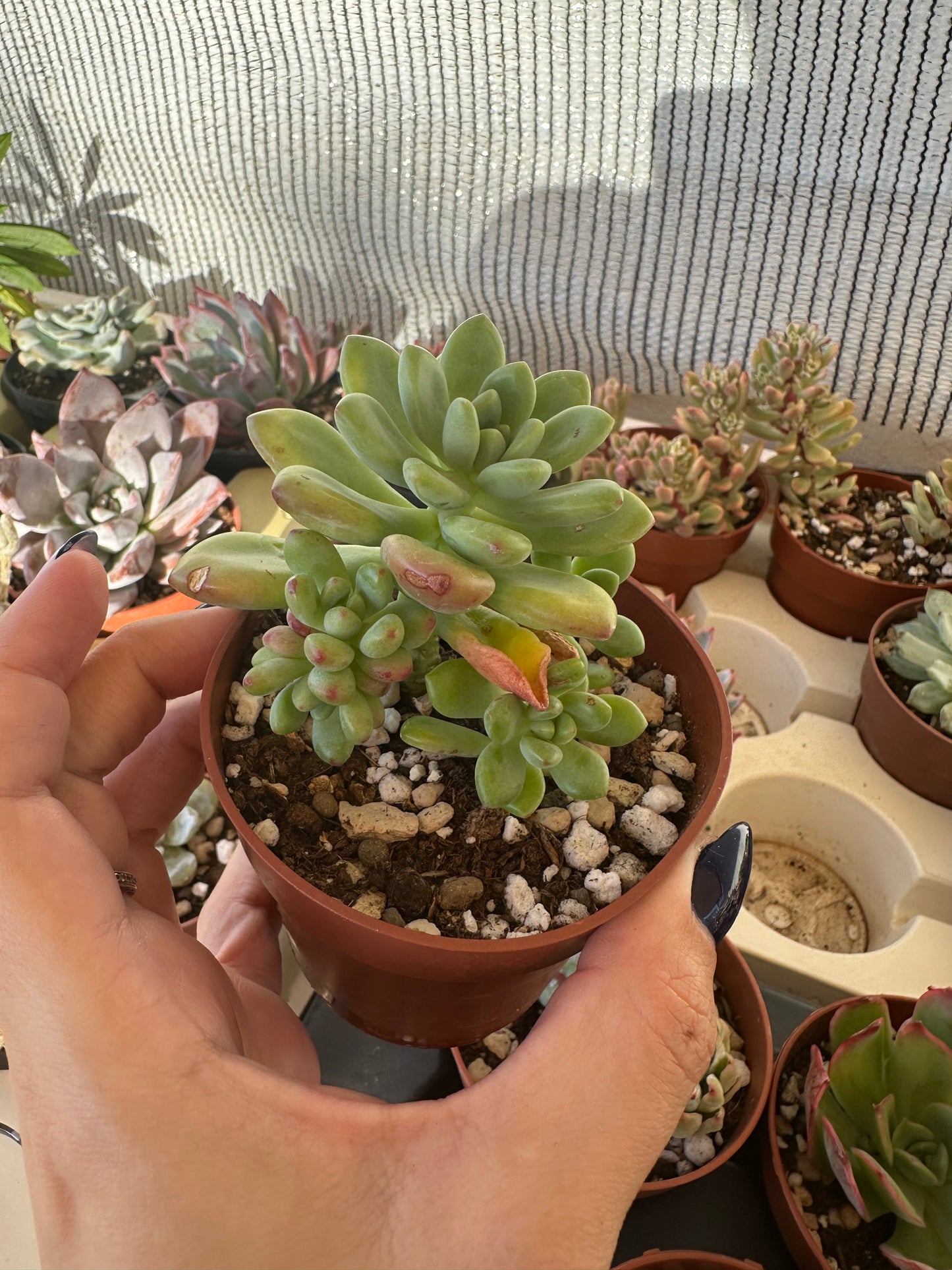 Sedum Alice Evans