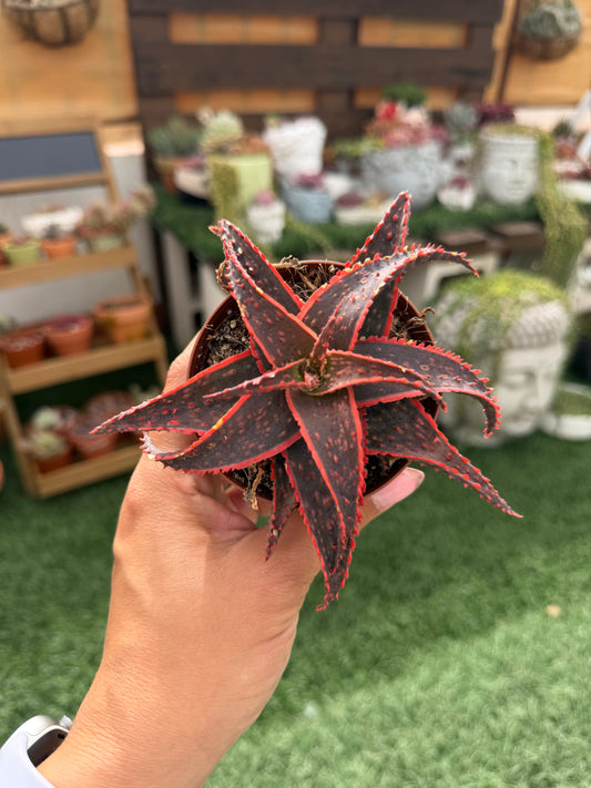 Aloe Christmas Carol