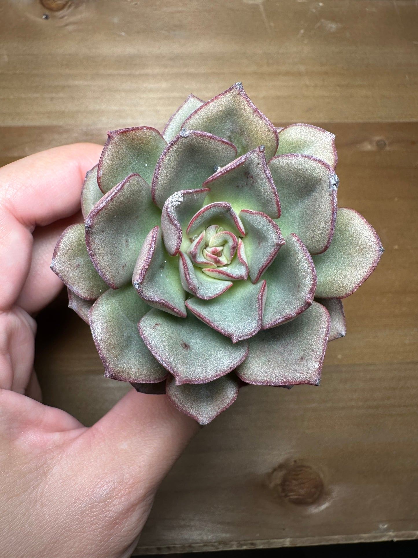 Echeveria Moranii