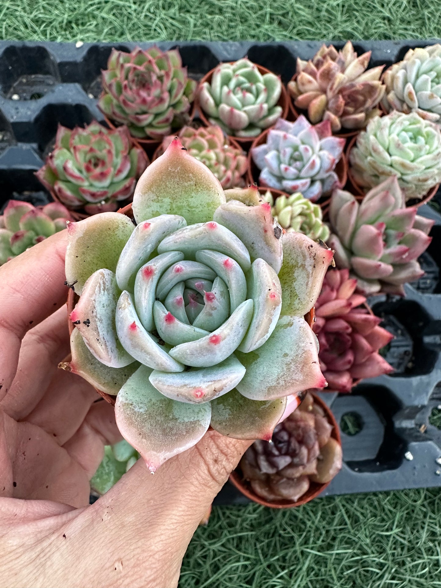 Echeveria Coreana