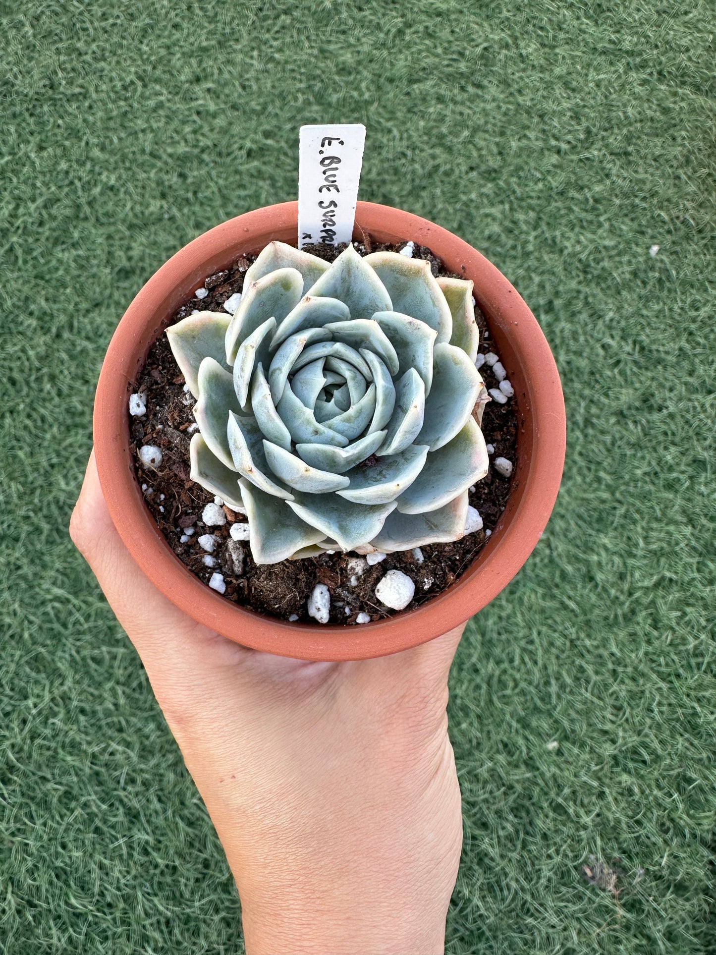 Echeveria Blue Surprise Variegata
