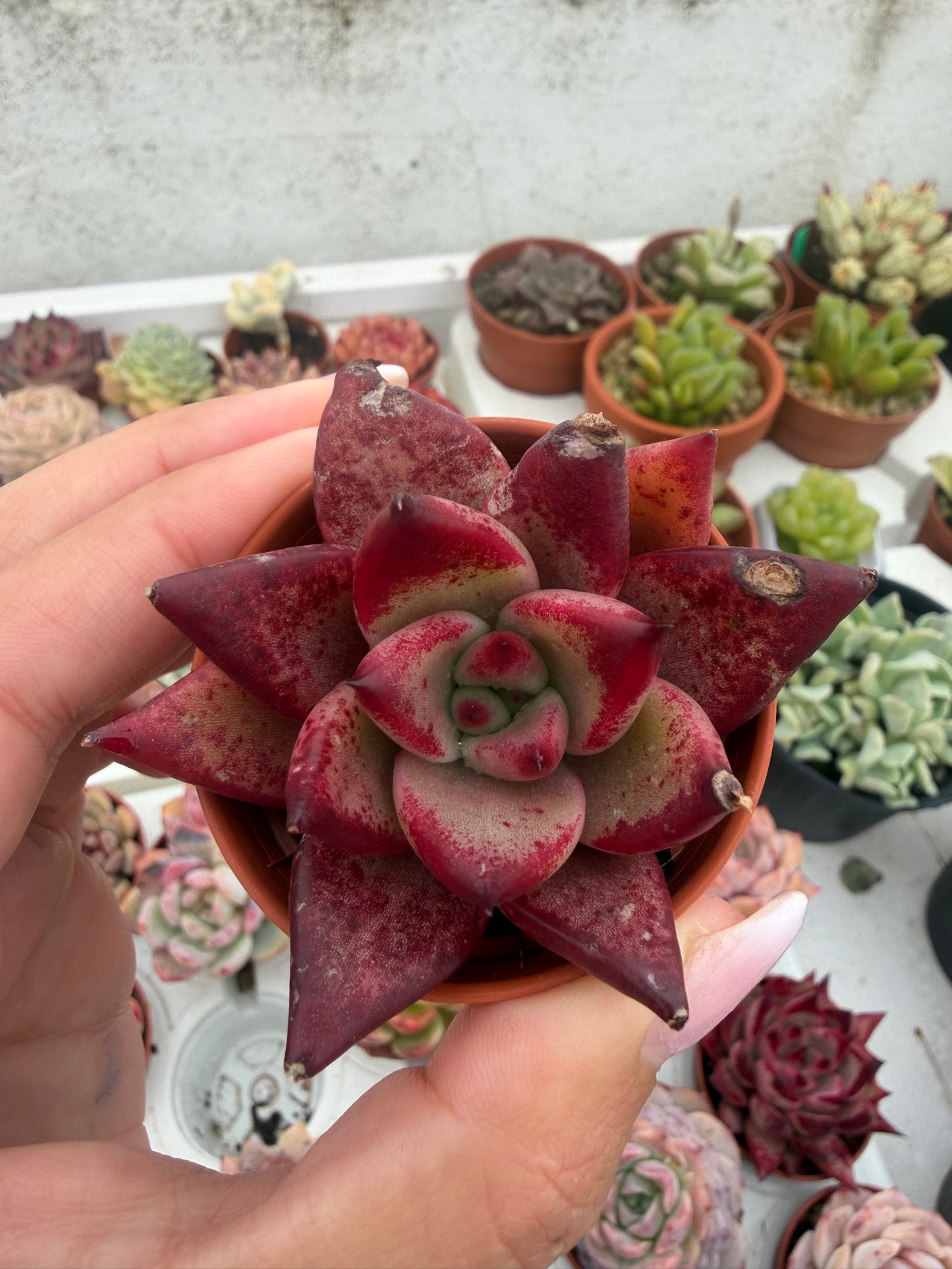 Echeveria Coreana