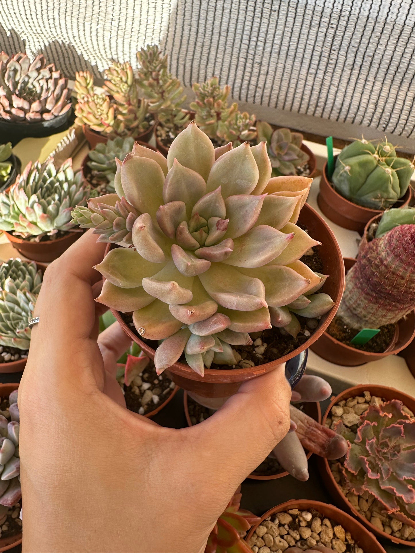 Echeveria Arje