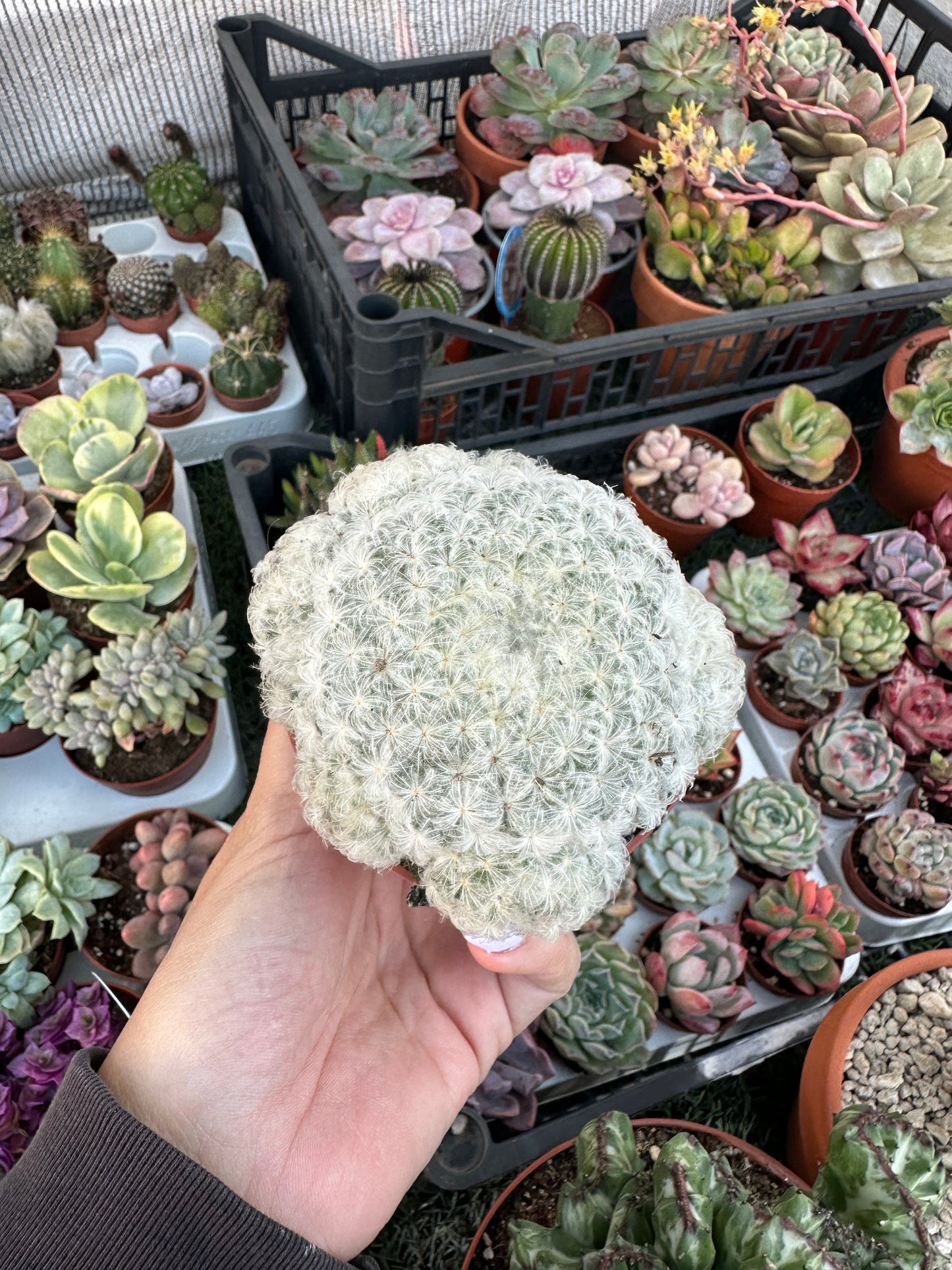 Mammillaria Plumosa