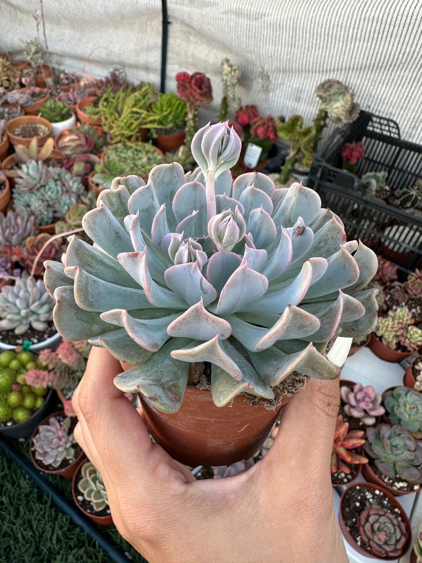 Echeveria Swan Lake