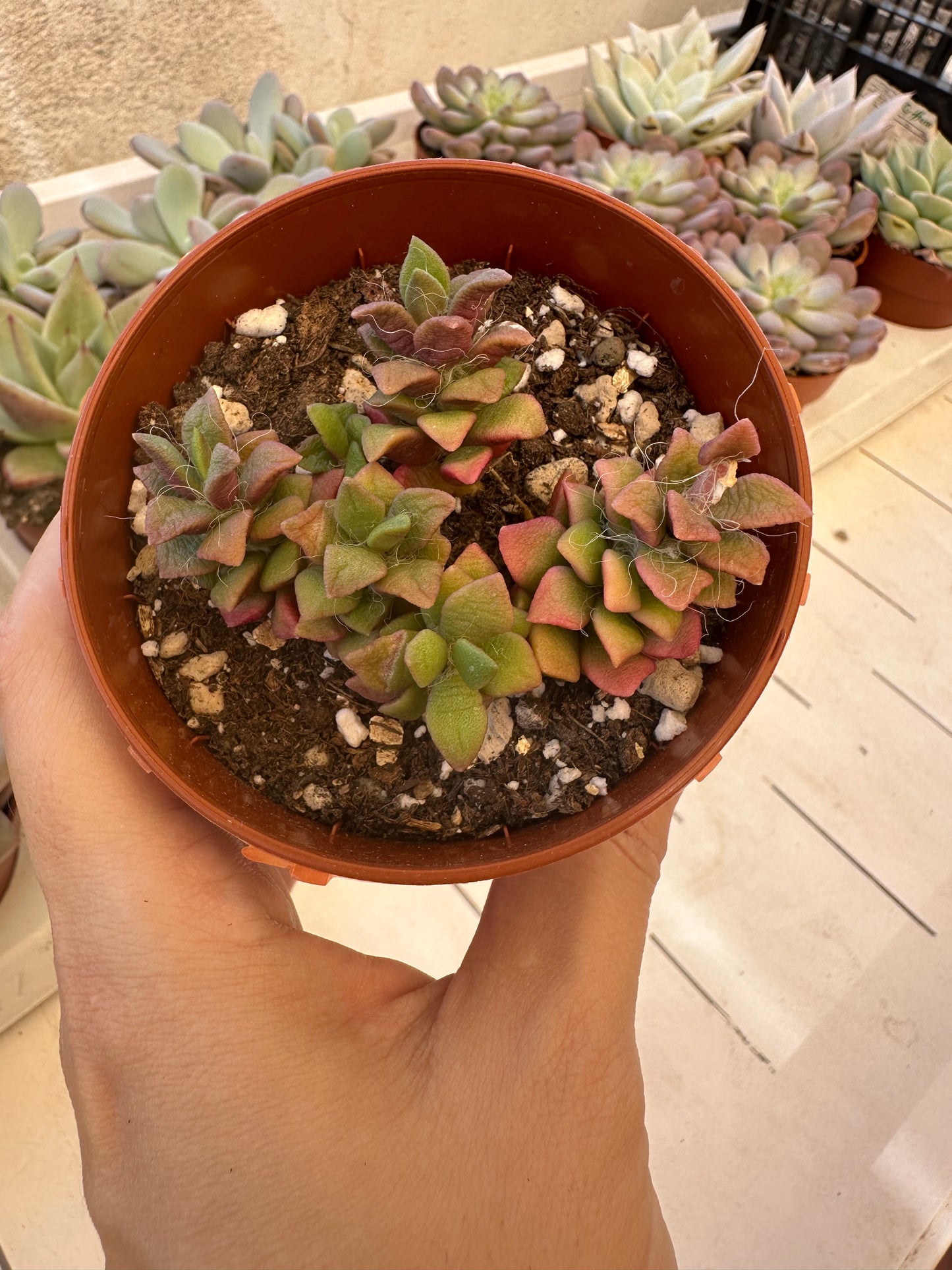 Anacampseros Telephiastrum