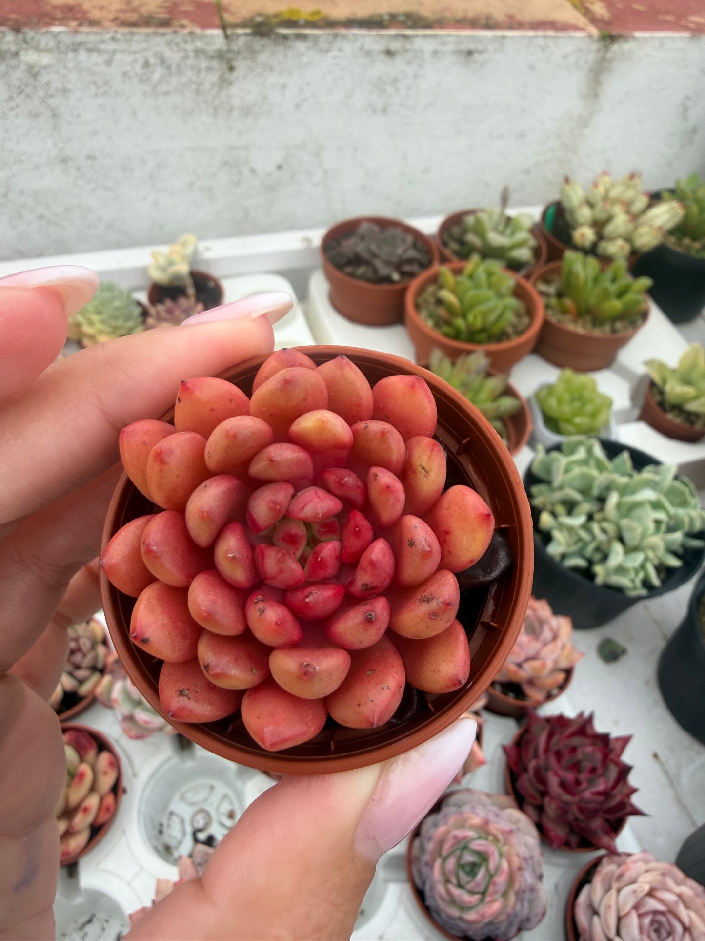 Echeveria Coreana