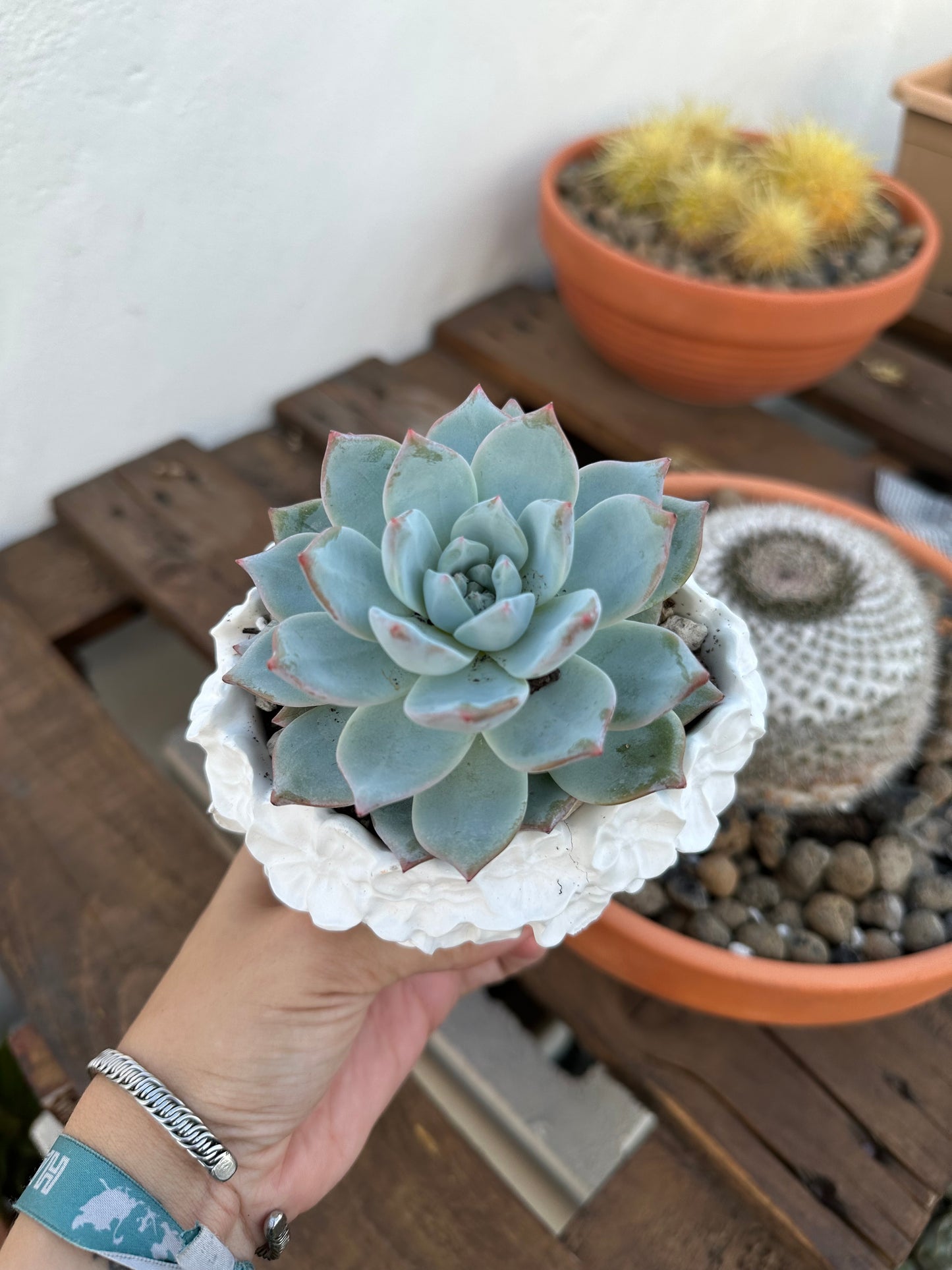 Echeveria Blue Bird