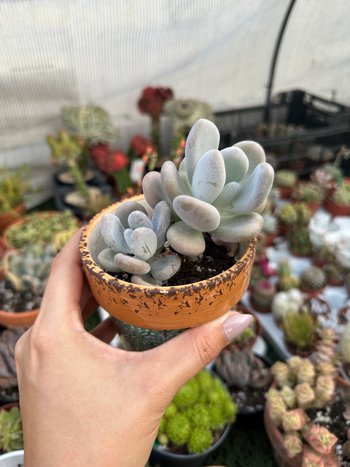 Pachyphytum Oviferum