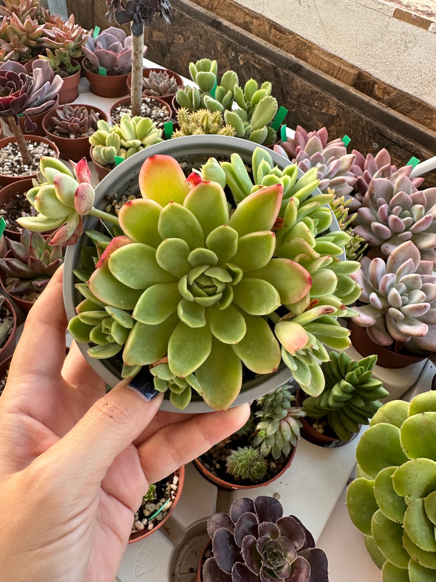 Echeveria