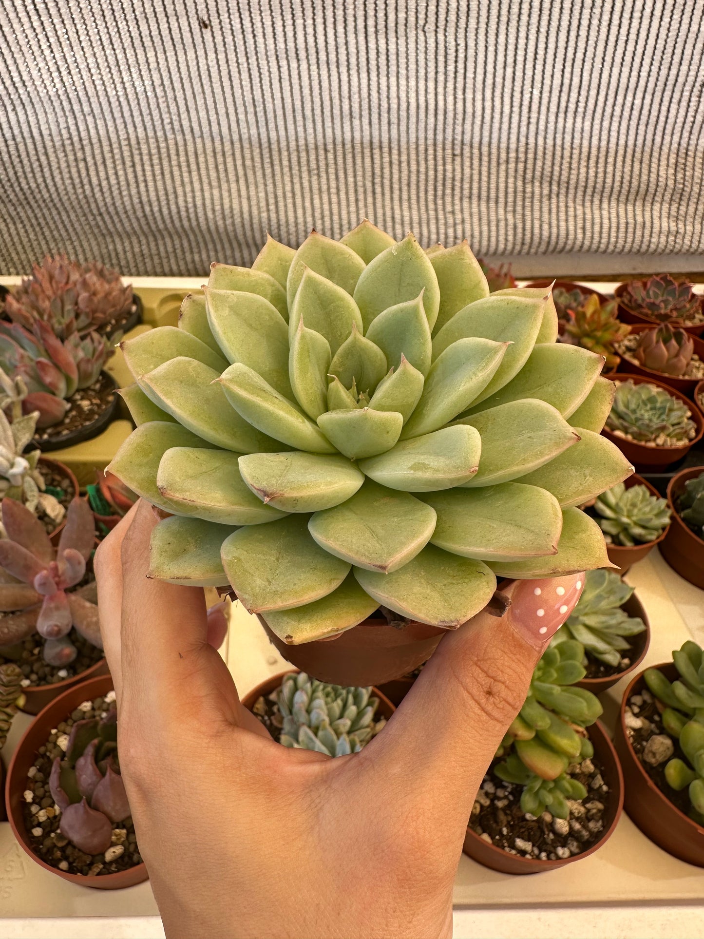 Echeveria