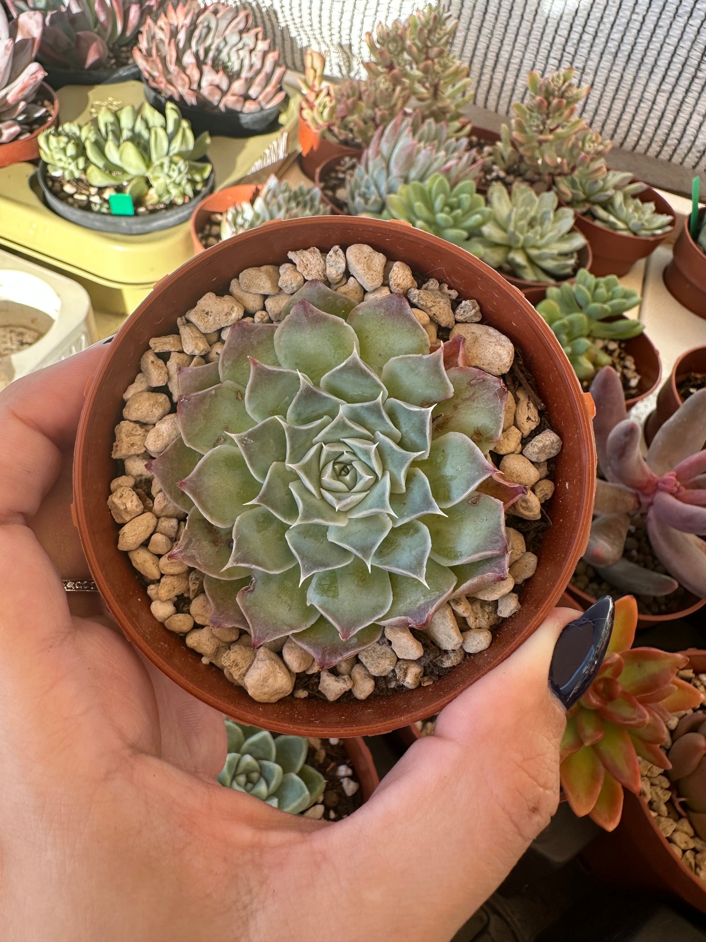 Echeveria Simulans ‘Laguna Sánchez’