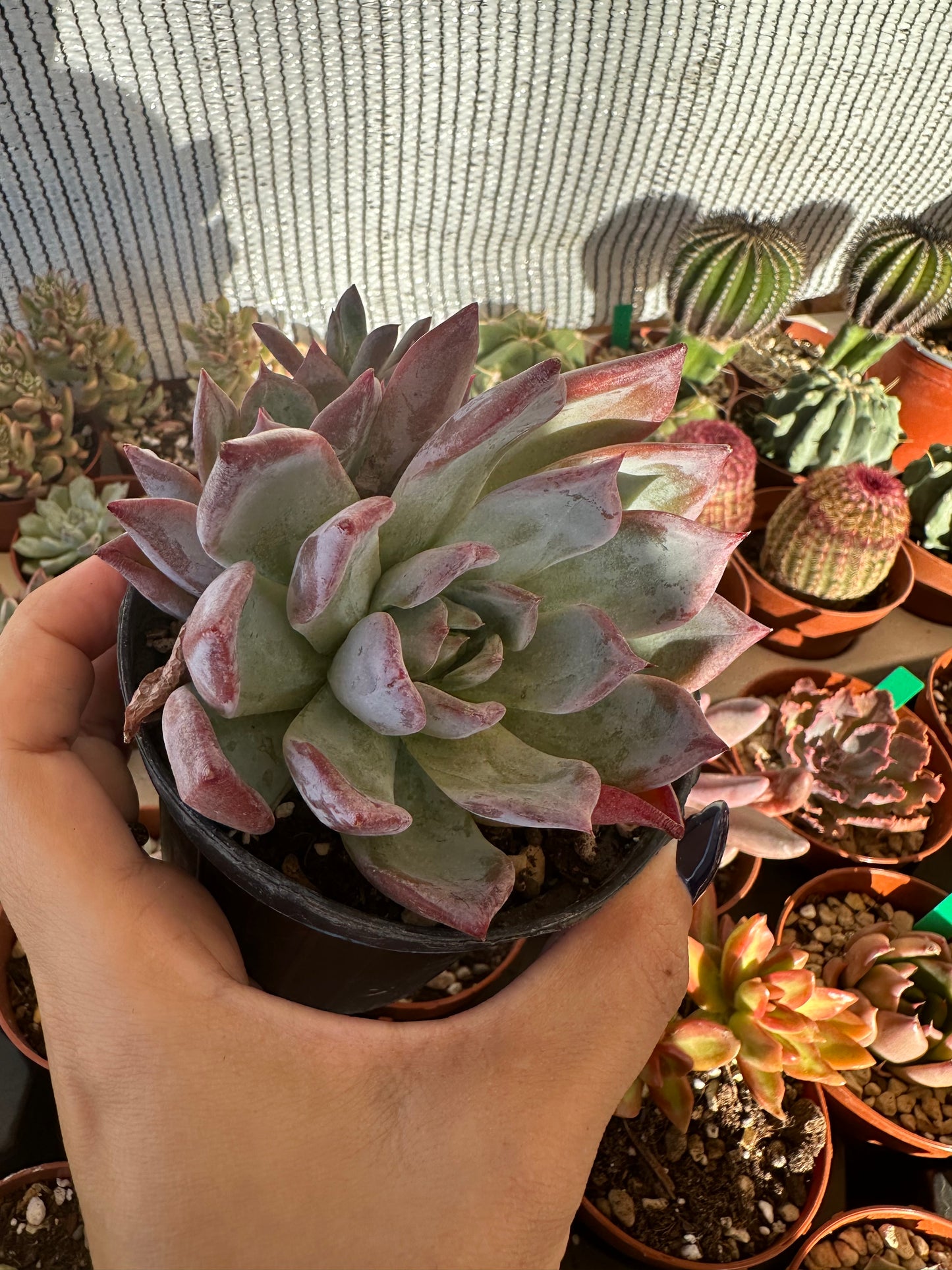 Echeveria Colorata var. Brandtii